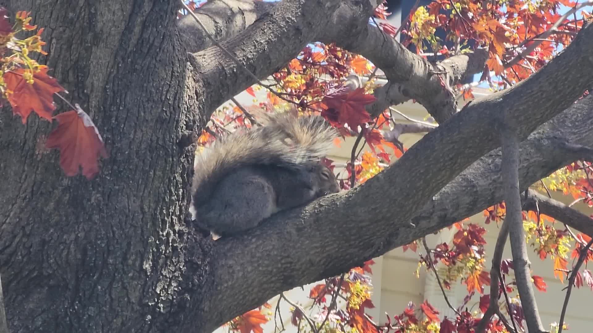 Spring season in Toronto, Canada