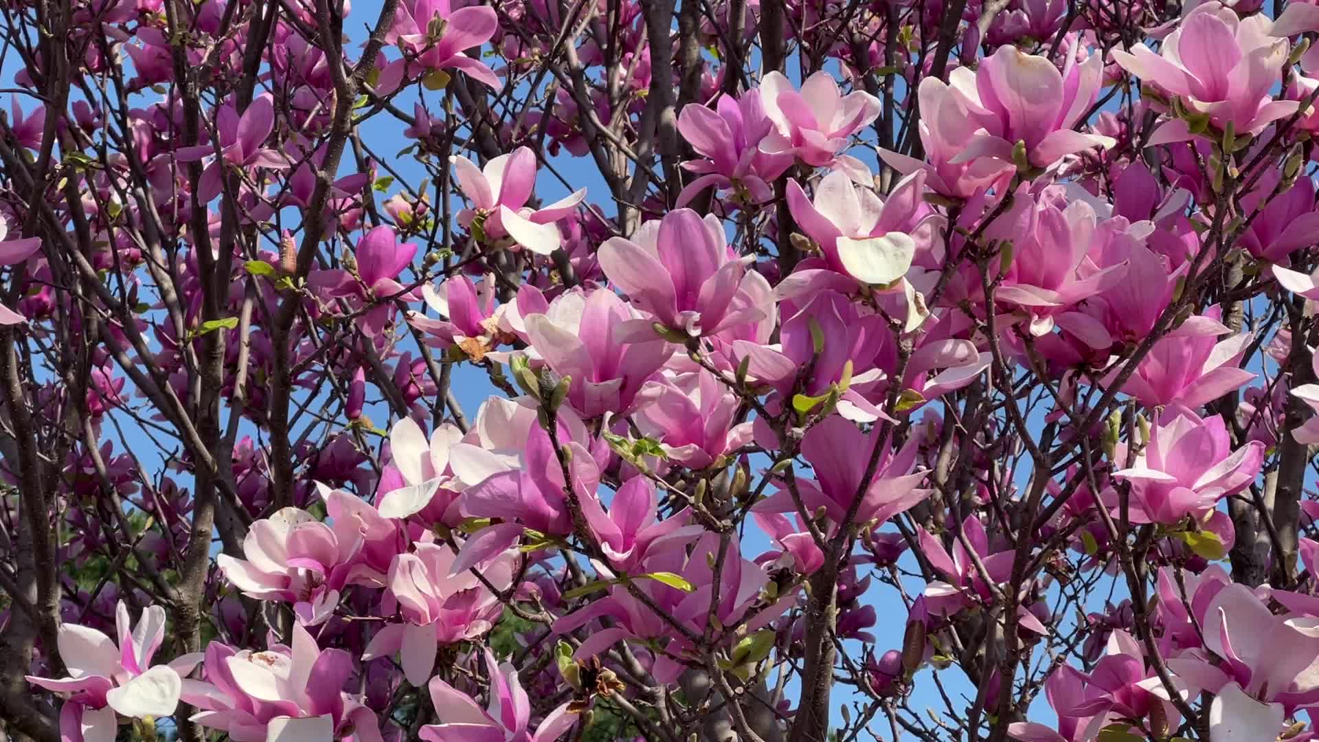 Spring season in Toronto, Canada