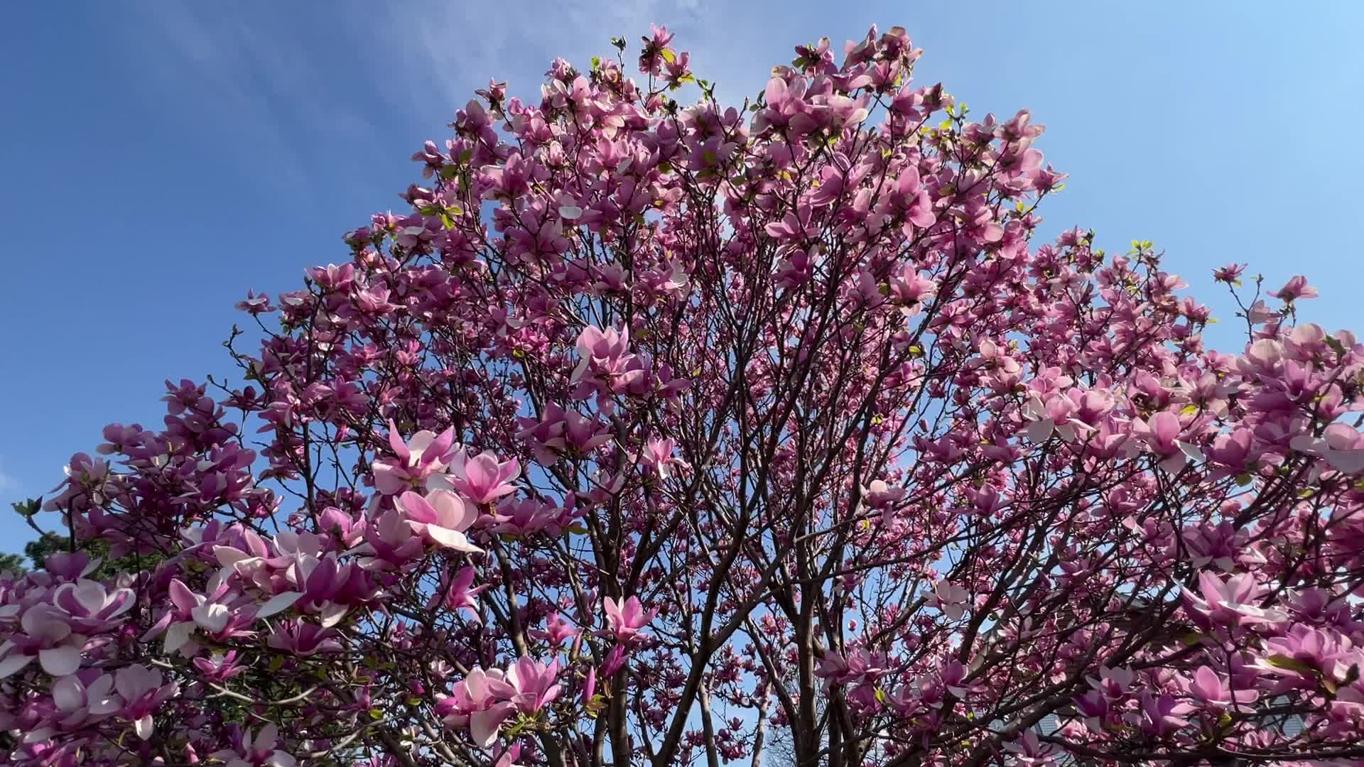 Spring season in Toronto, Canada