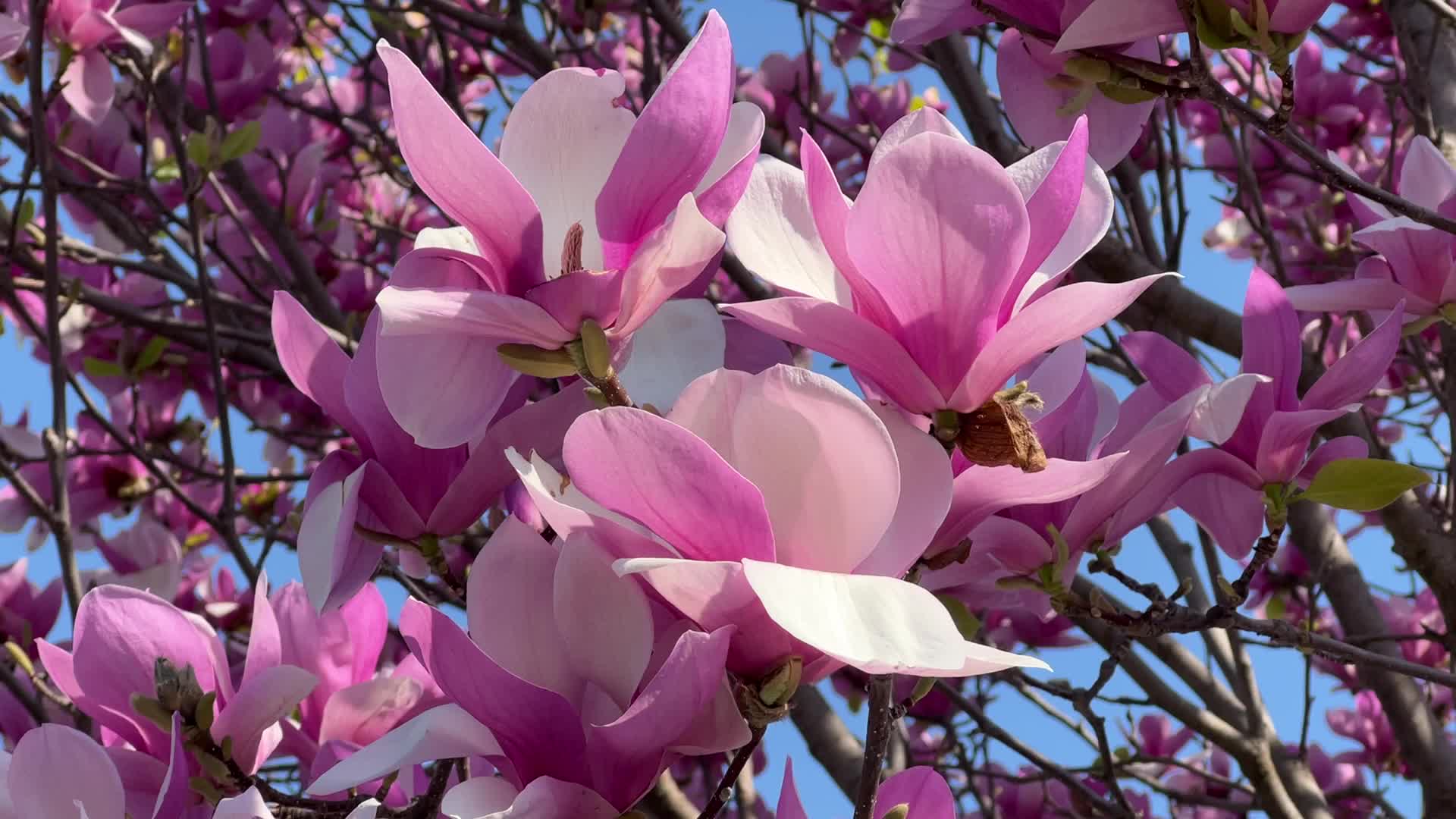 Spring season in Toronto, Canada