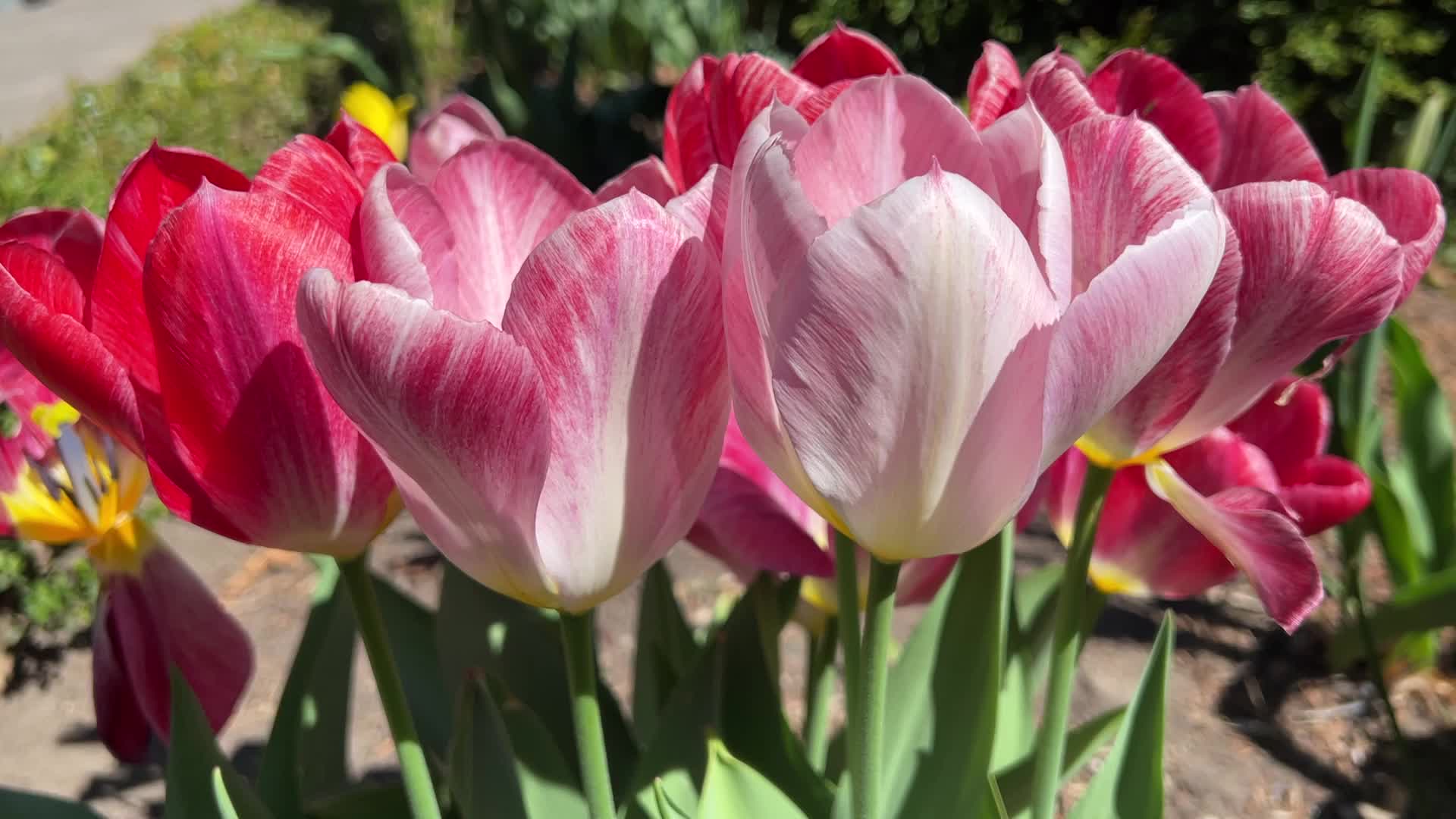 Spring season in Toronto, Canada