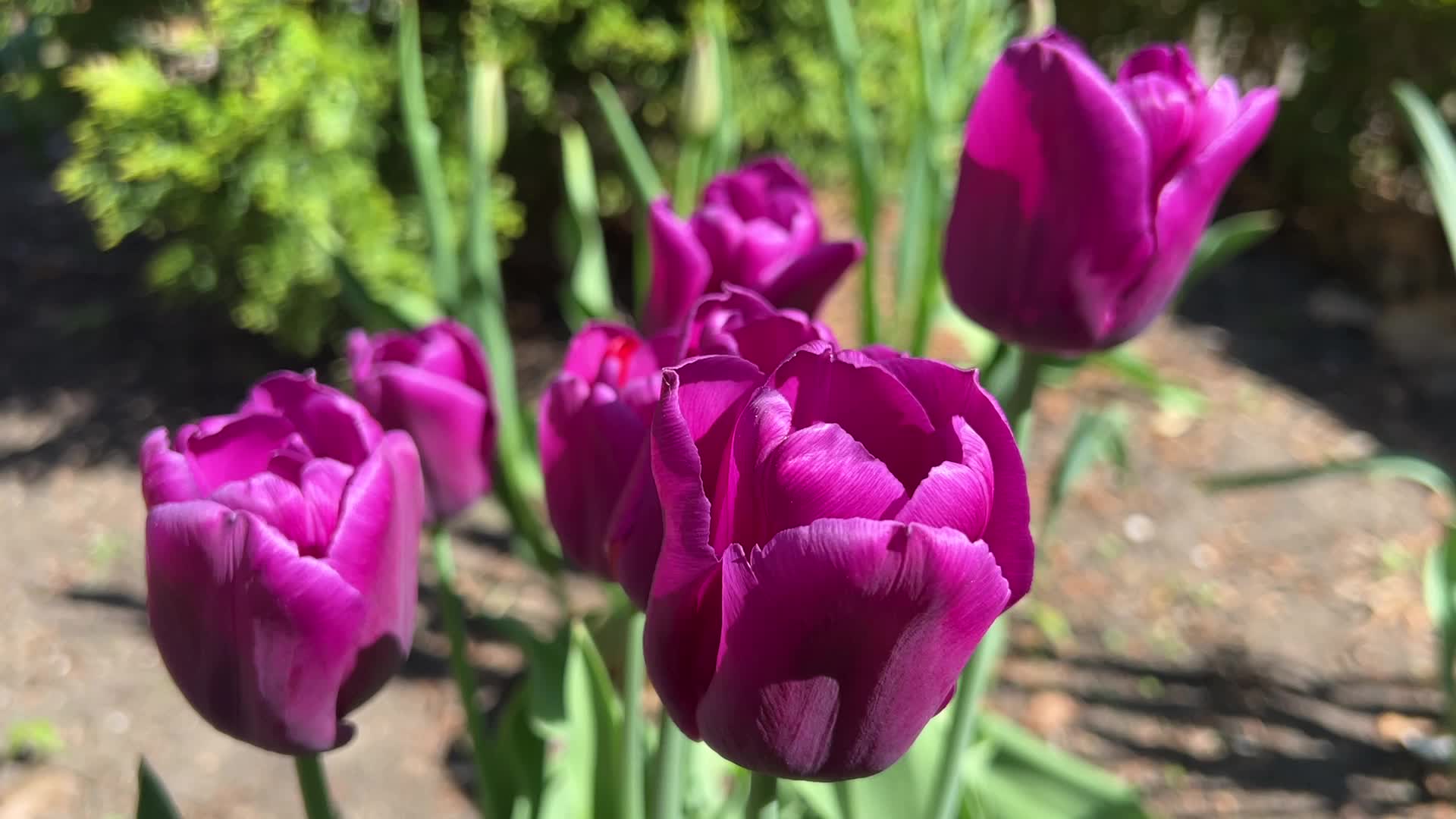 Spring season in Toronto, Canada
