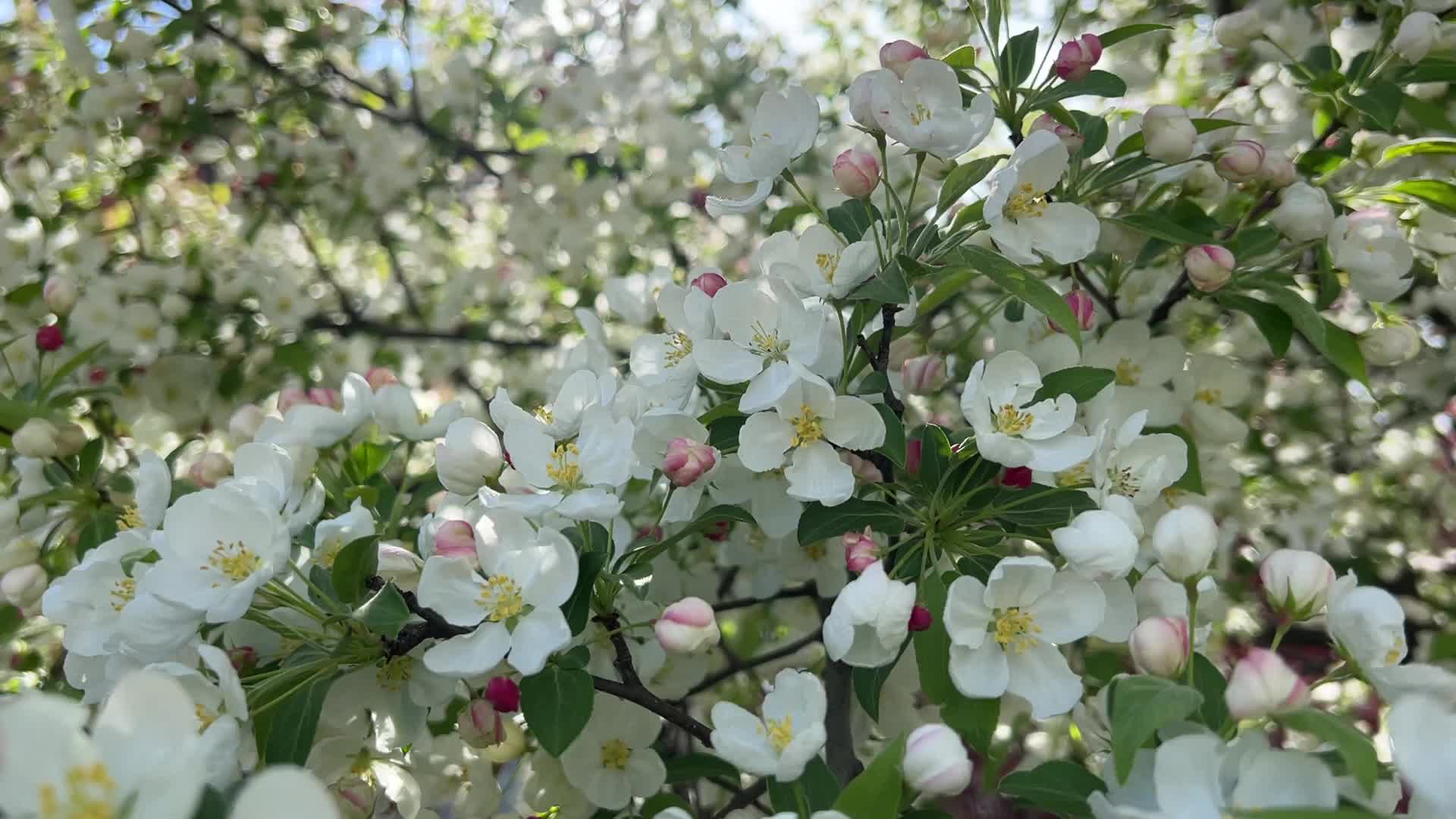 Spring season in Toronto, Canada