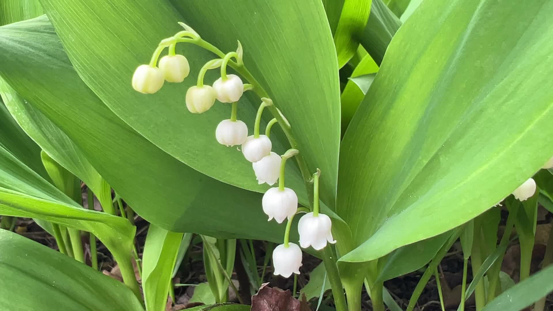 Lily of the Valley flowers
