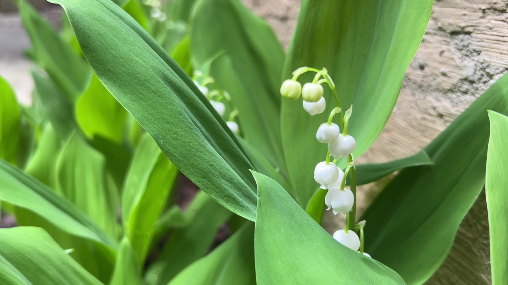 Lily of the Valley flowers