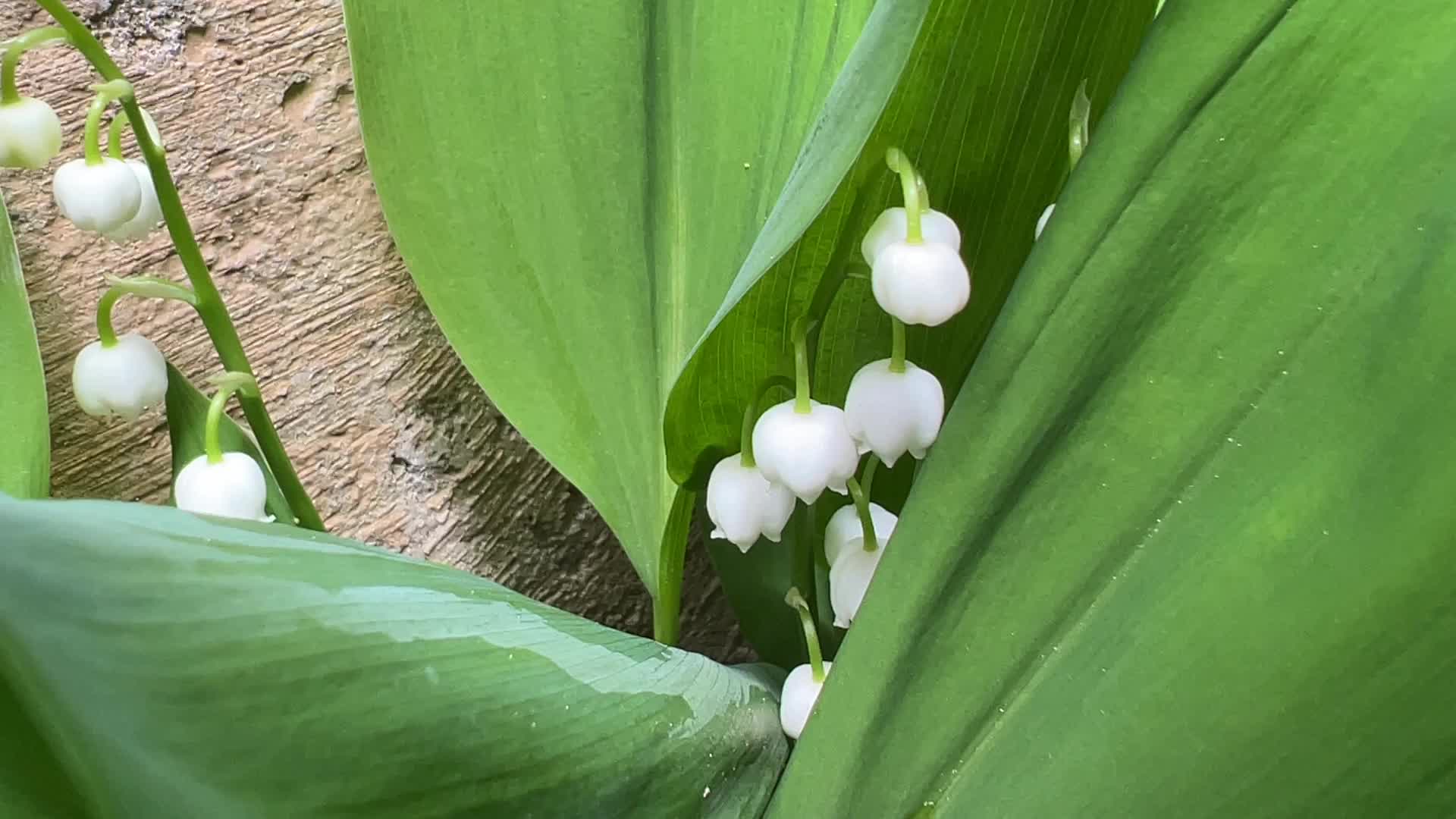 Lily of the Valley flowers