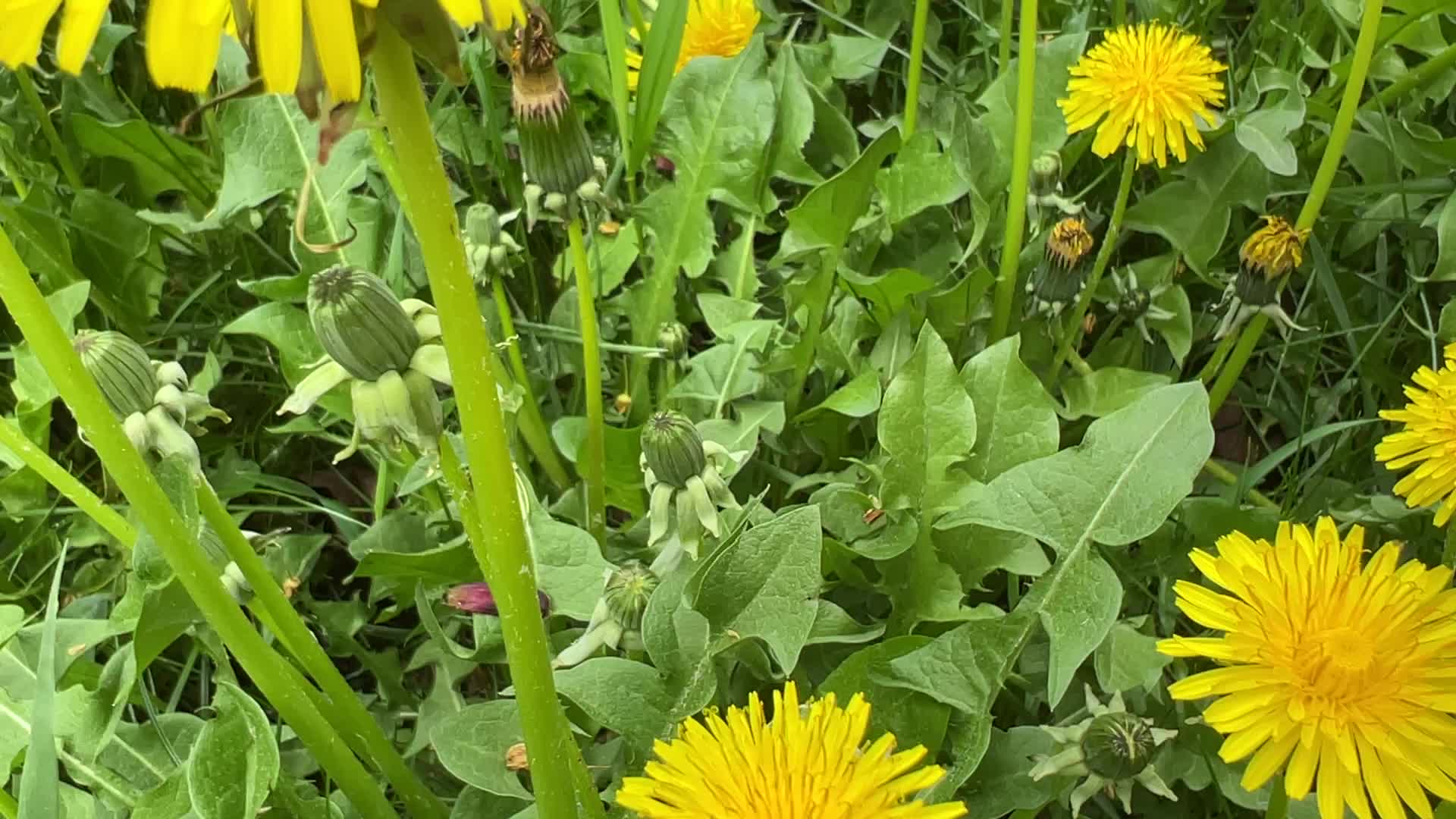 Dandelions