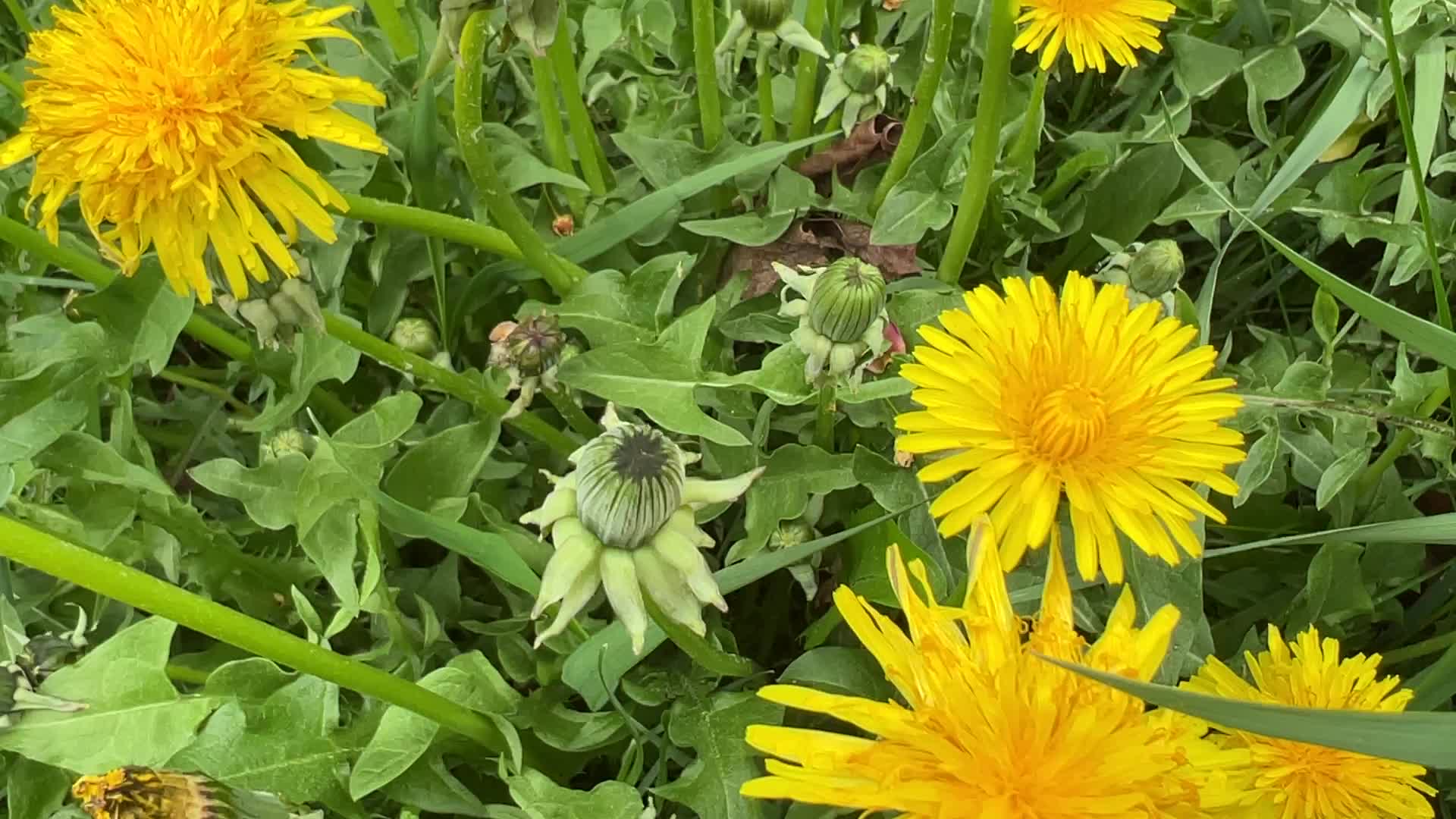 Dandelions