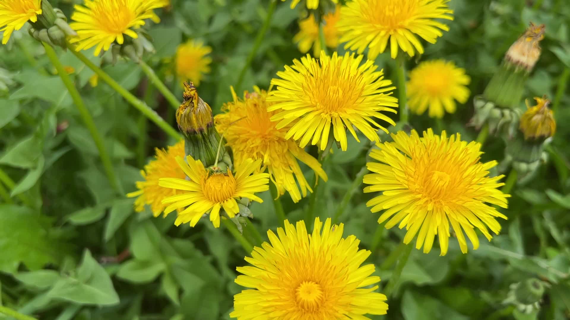 Dandelions