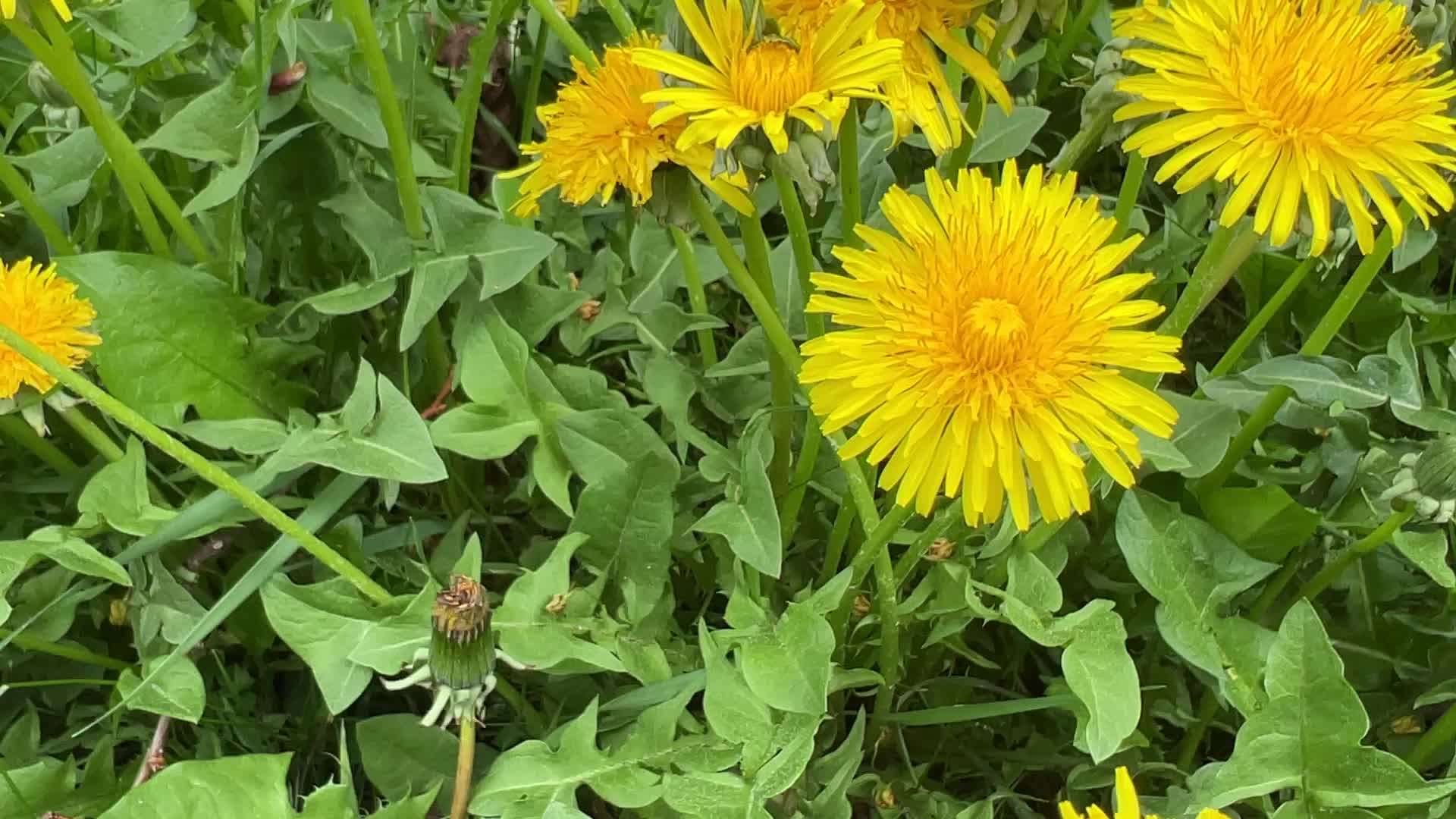 Dandelions