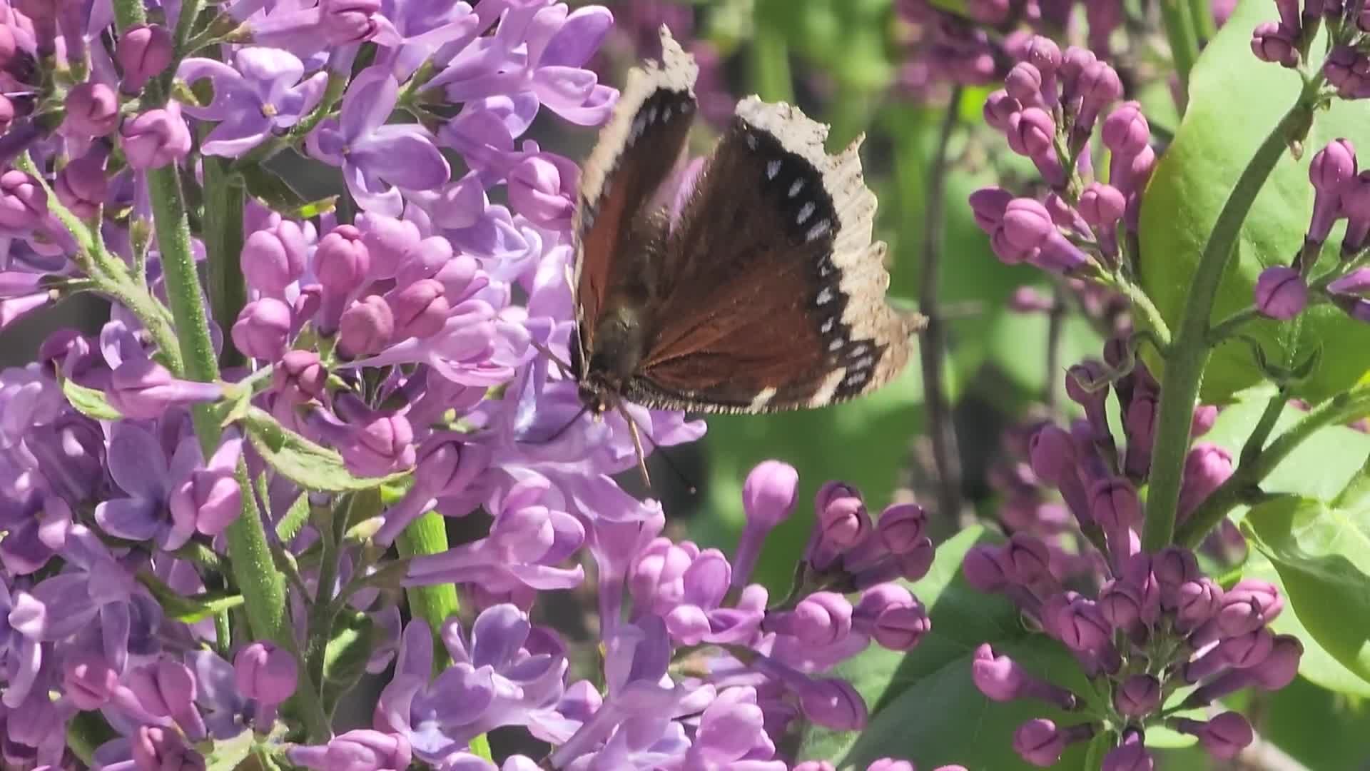 Lilac bush covered with mauve flowers