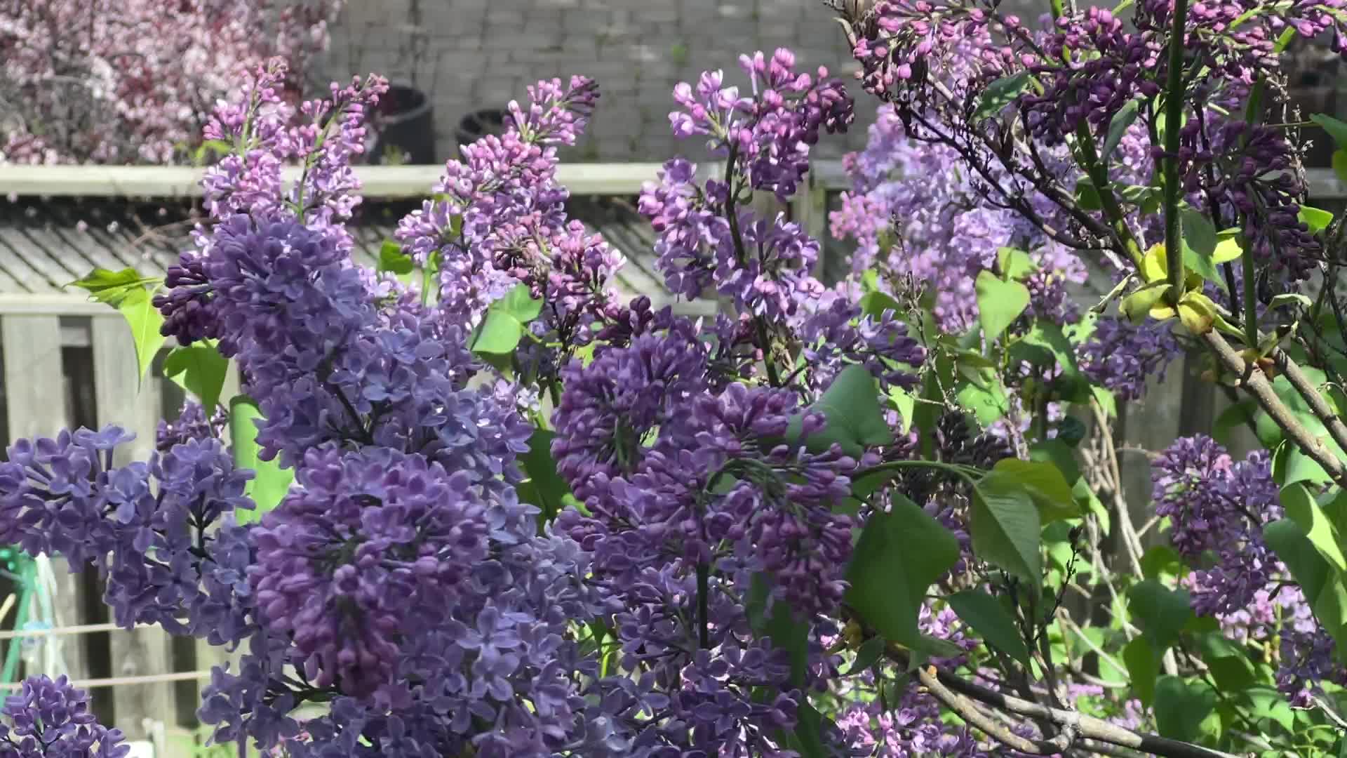 Lilac bush covered with mauve flowers