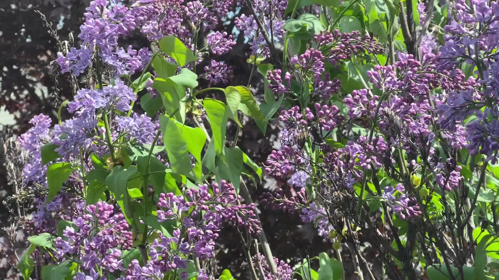 Lilac bush covered with mauve flowers