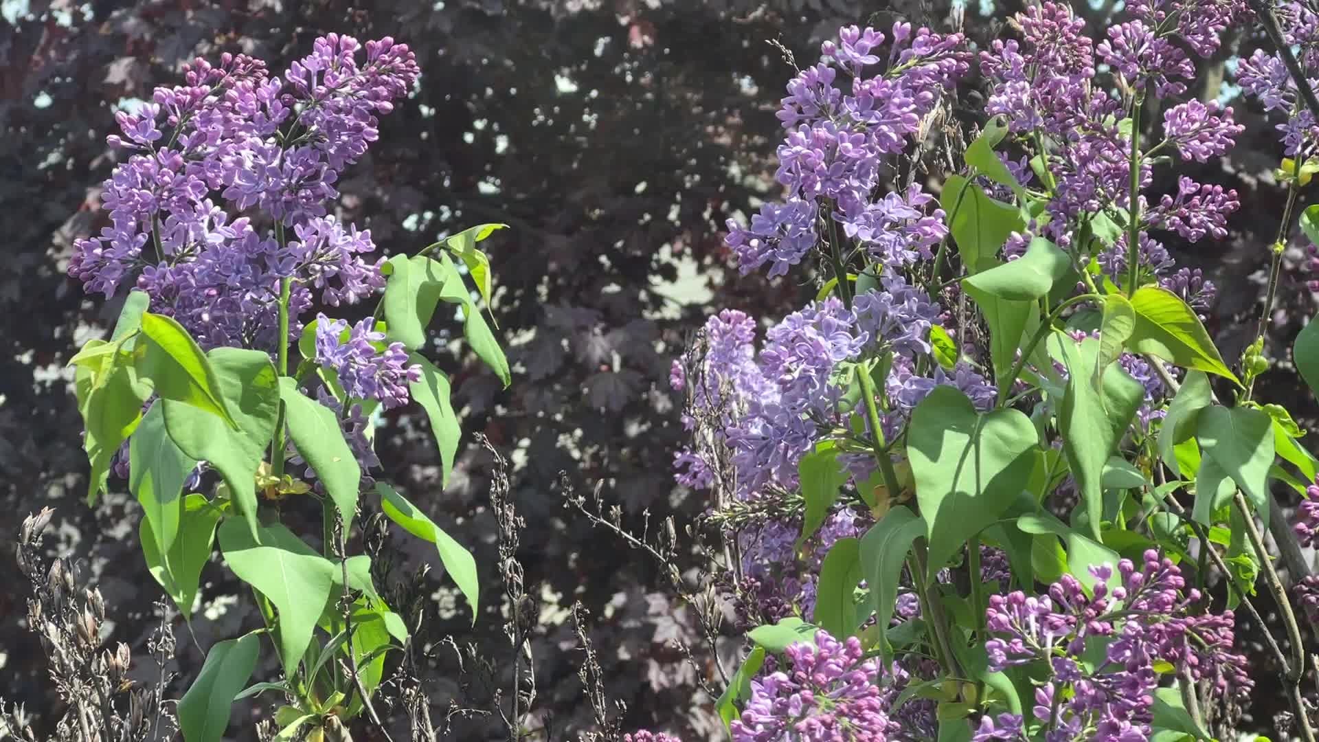 Lilac bush covered with mauve flowers