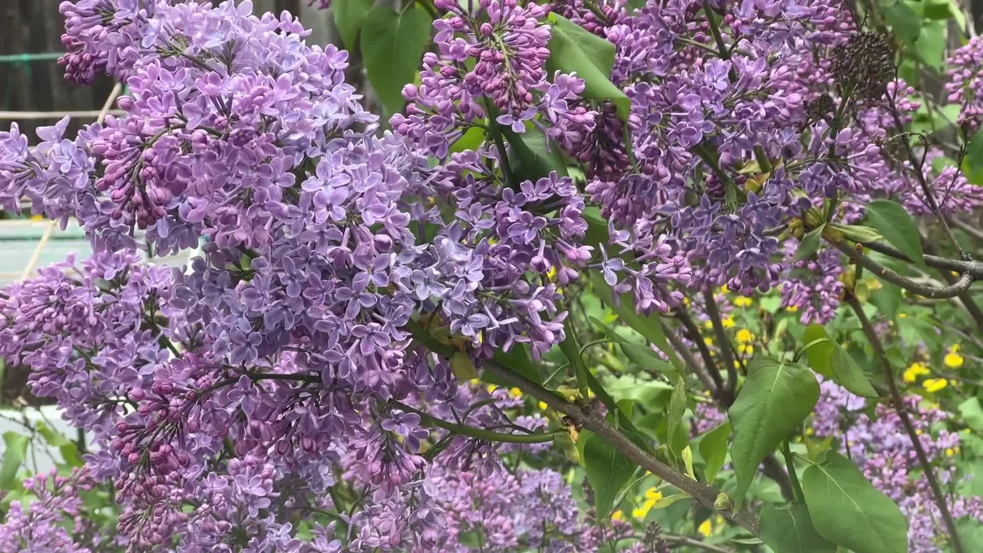 Lilac bush covered with mauve flowers