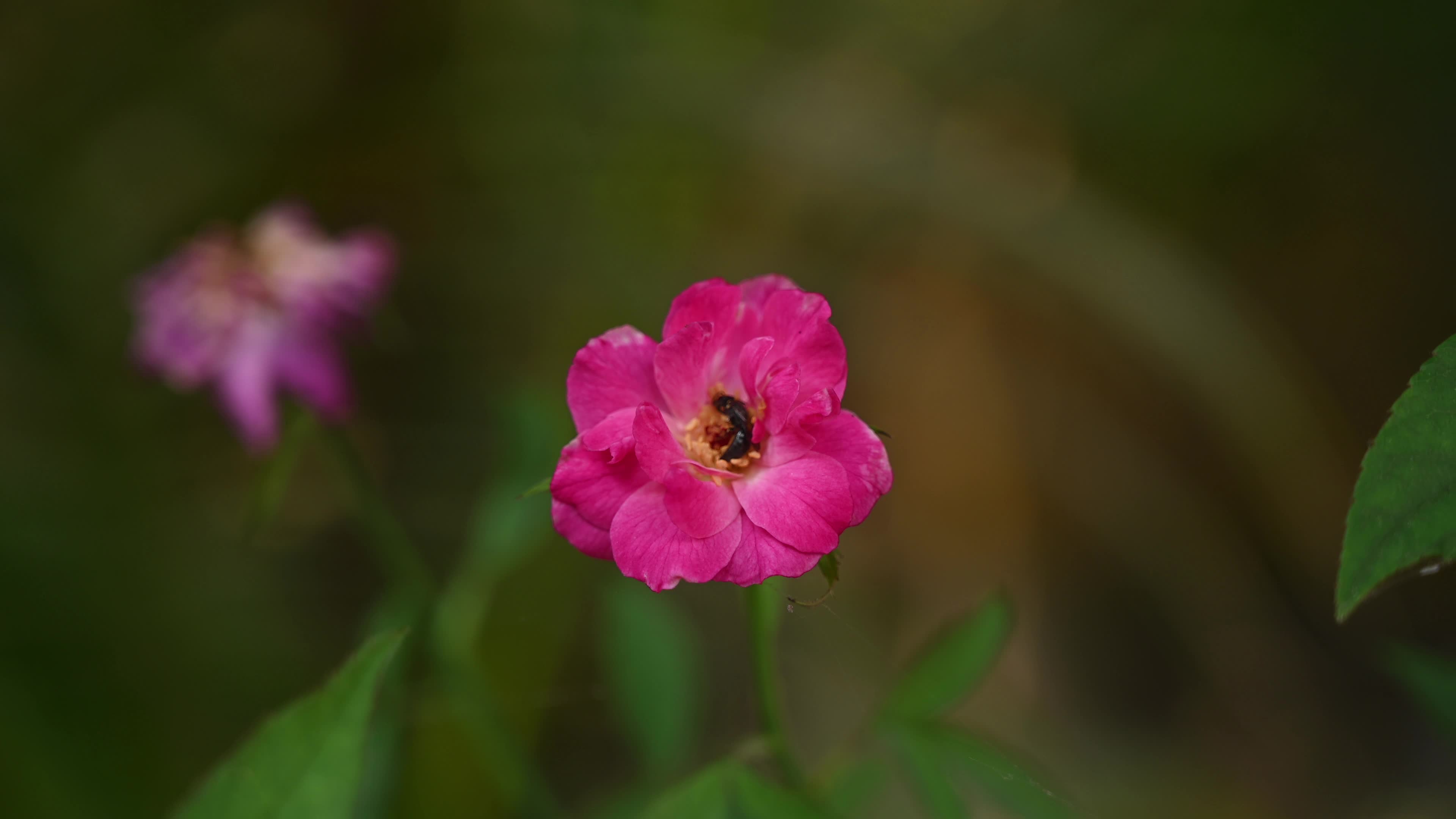Hylaeus - Bee That Looks Like A Wasp - World Bee Day - Masked Bee
