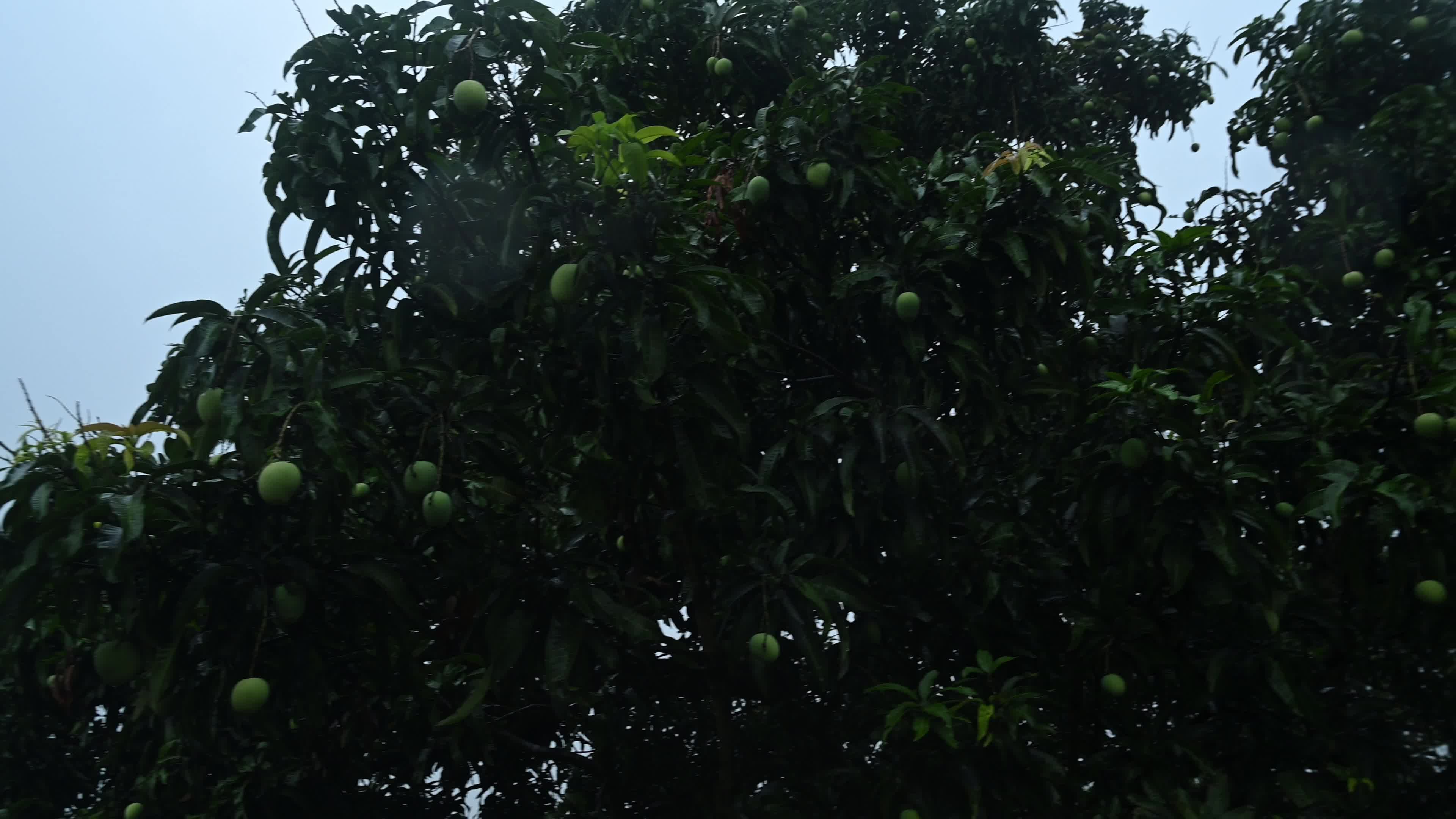 Kal Baisakhi - Nor'wester - India Weather 
