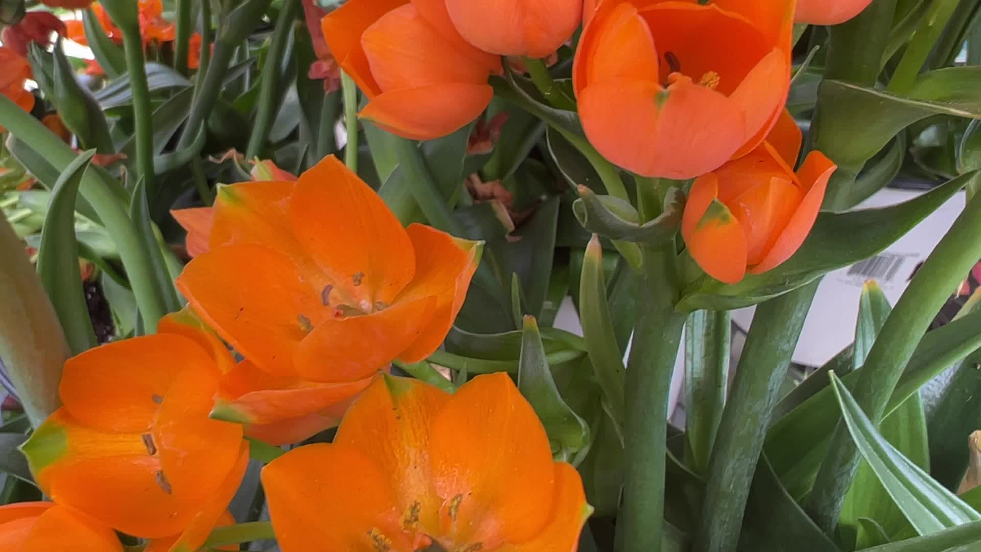 Star of Bethlehem plant
