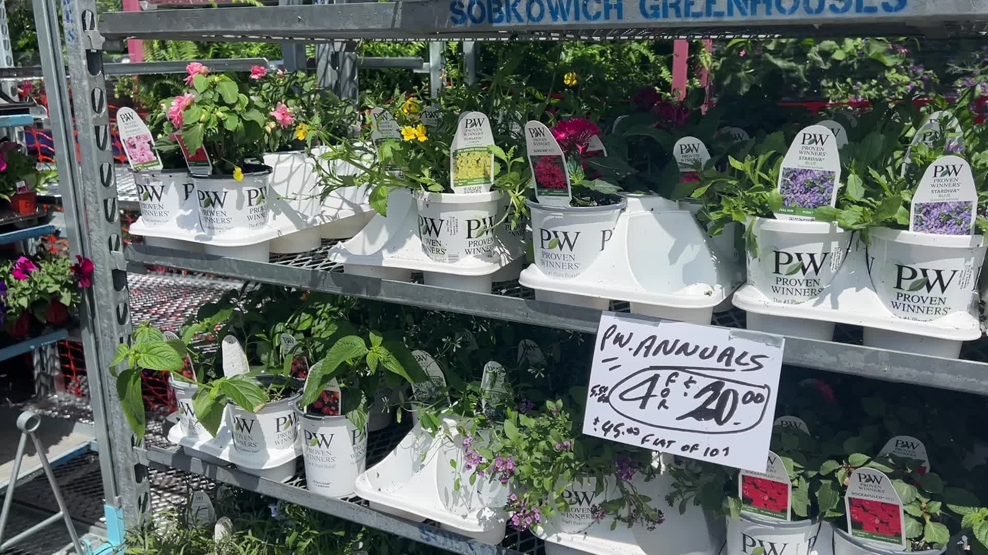 People shopping for flowers and plants during Victoria Day in Toronto