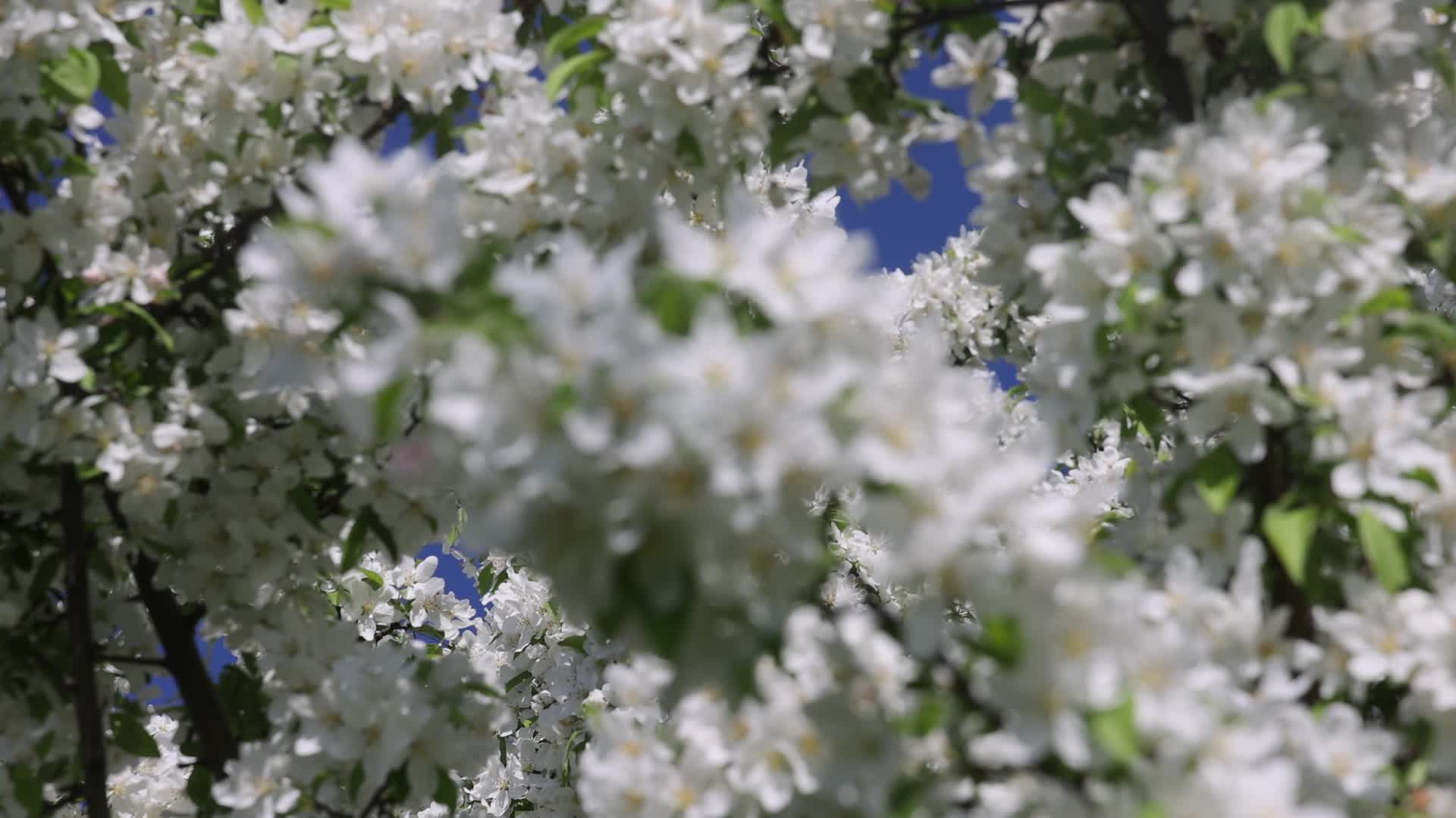 Crabapple flowers blooming during the spring season
