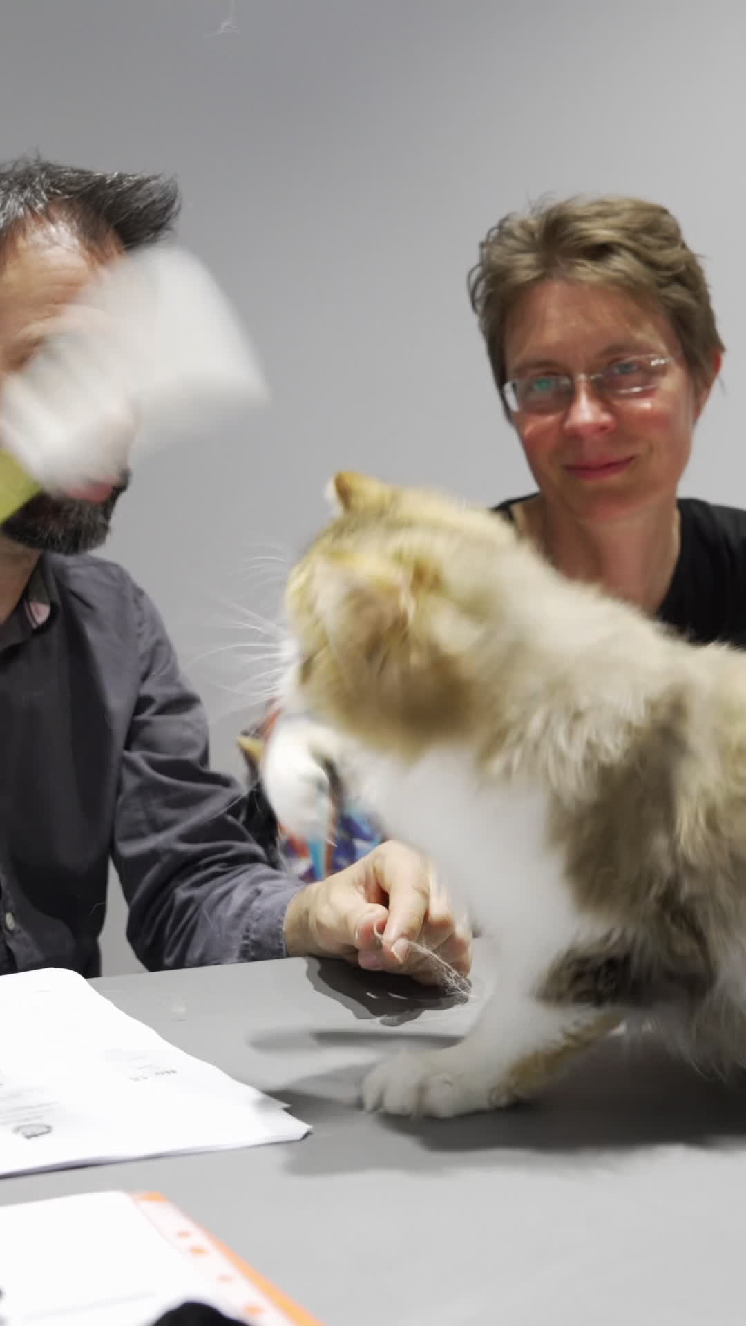 International Cat Show in Warsaw