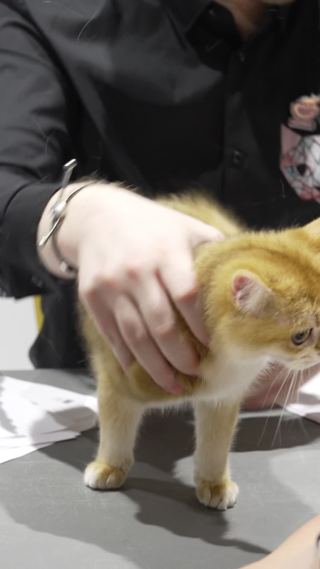 International Cat Show in Warsaw