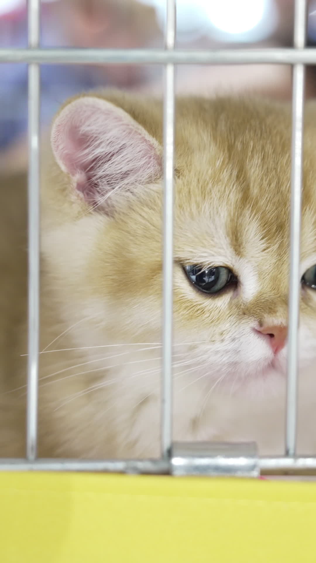 International Cat Show in Warsaw