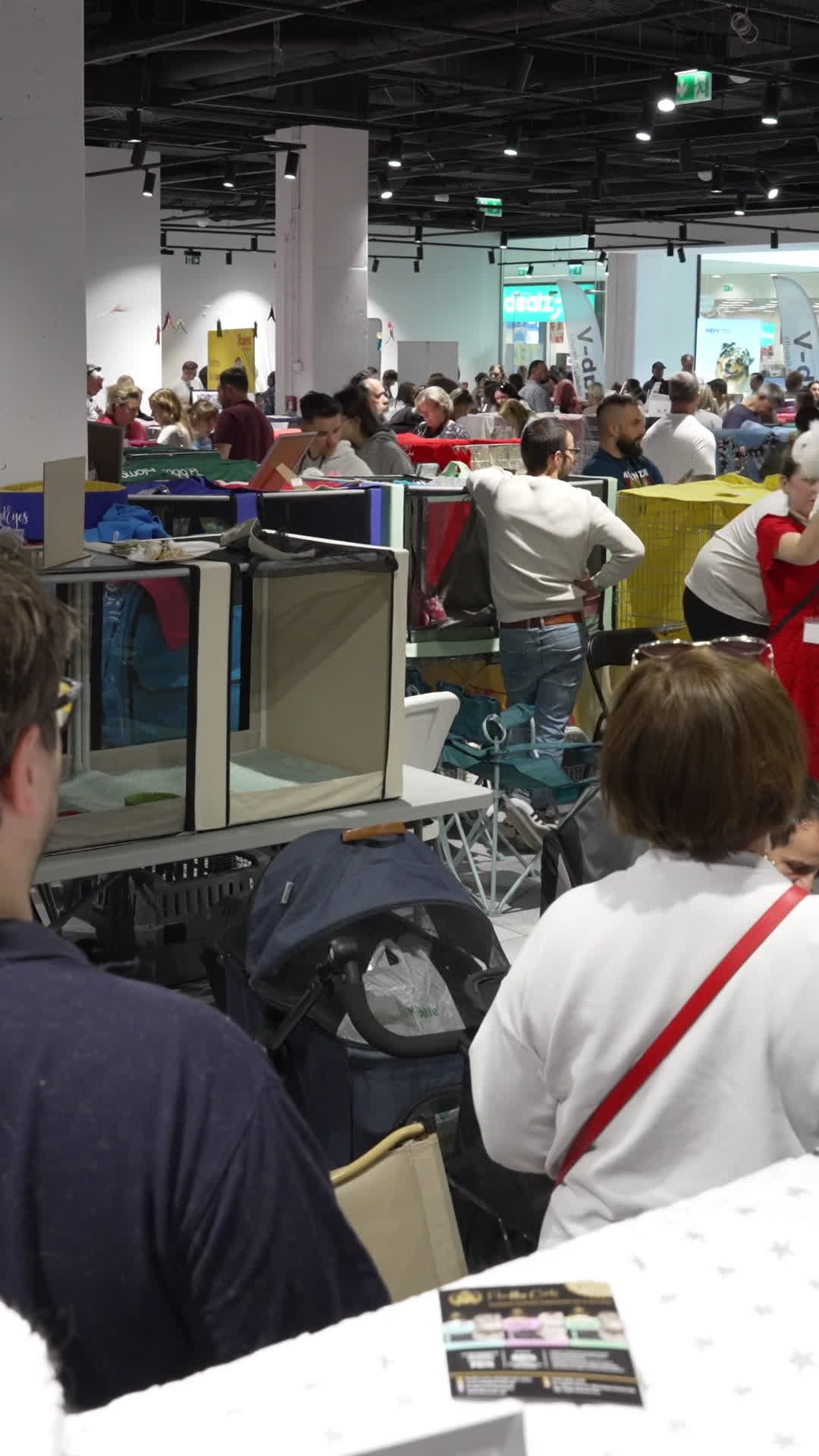 International Cat Show in Warsaw