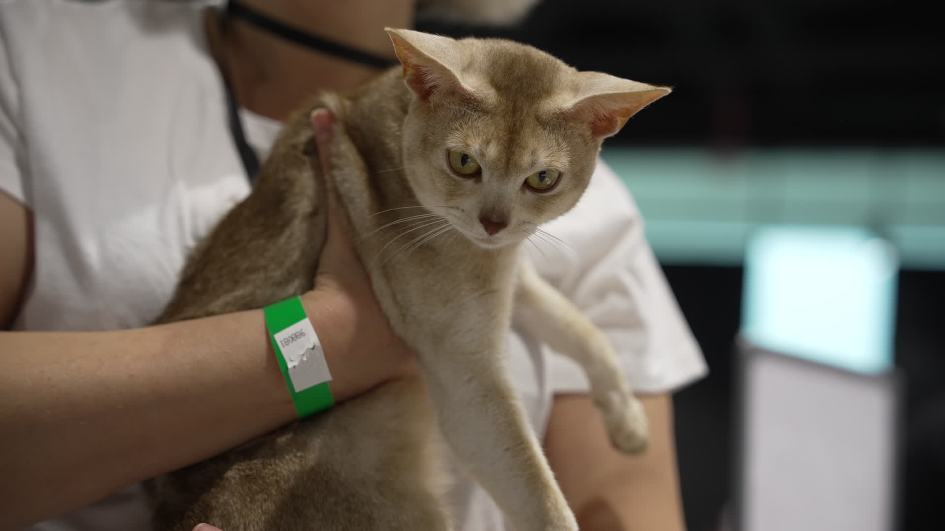 International Cat Show in Warsaw