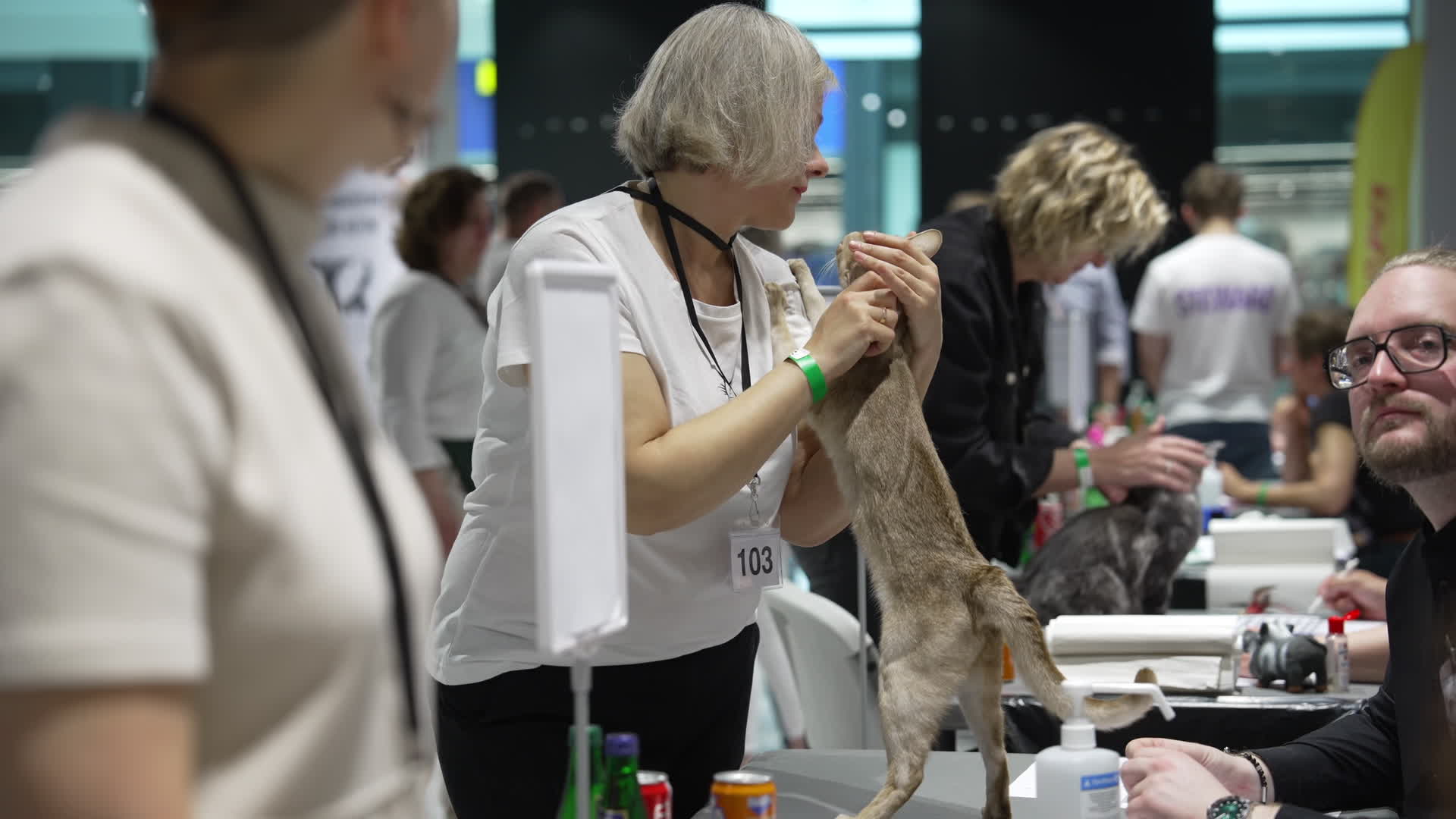 International Cat Show in Warsaw