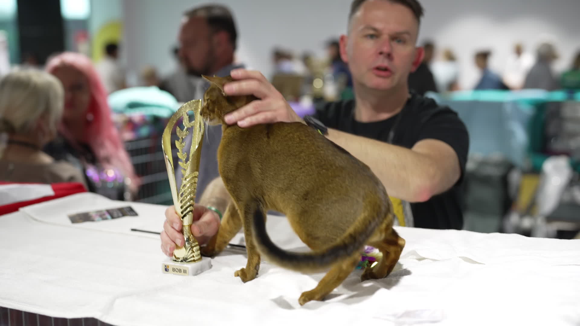 International Cat Show in Warsaw