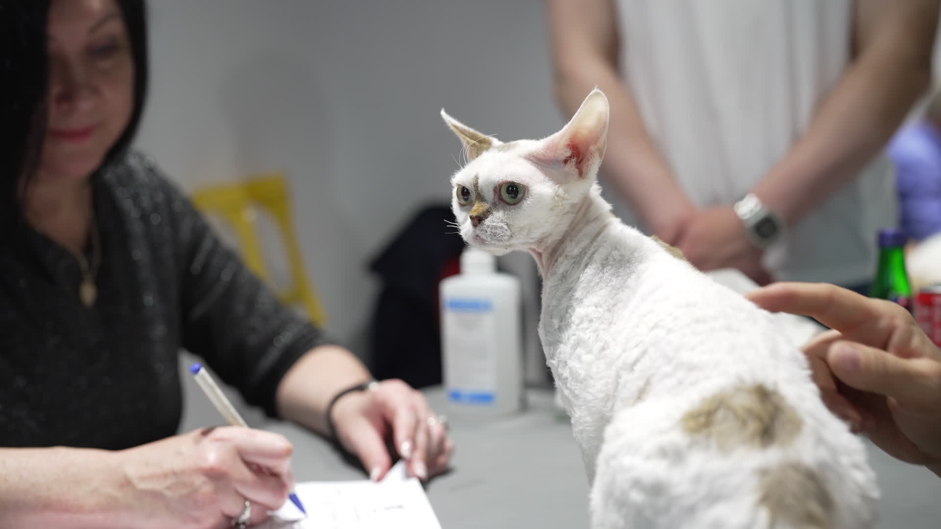 International Cat Show in Warsaw