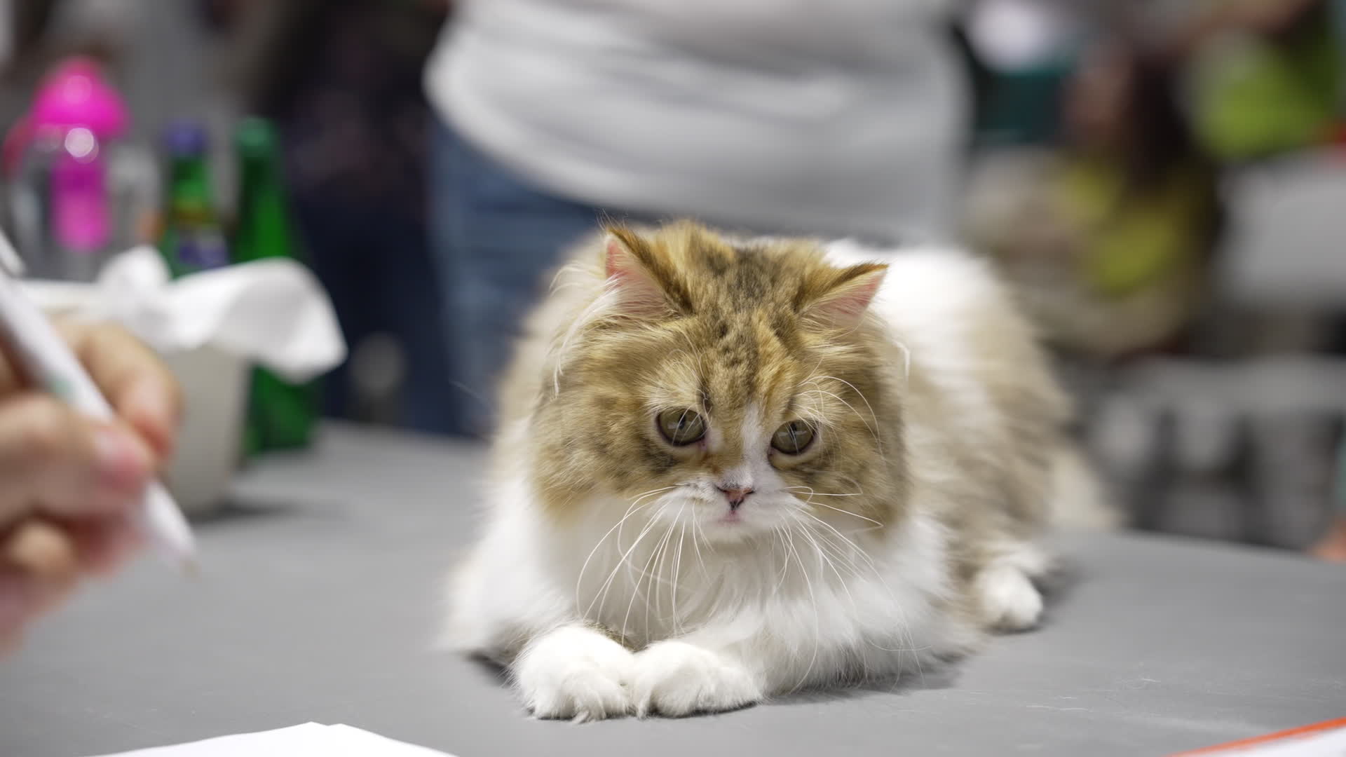 International Cat Show in Warsaw