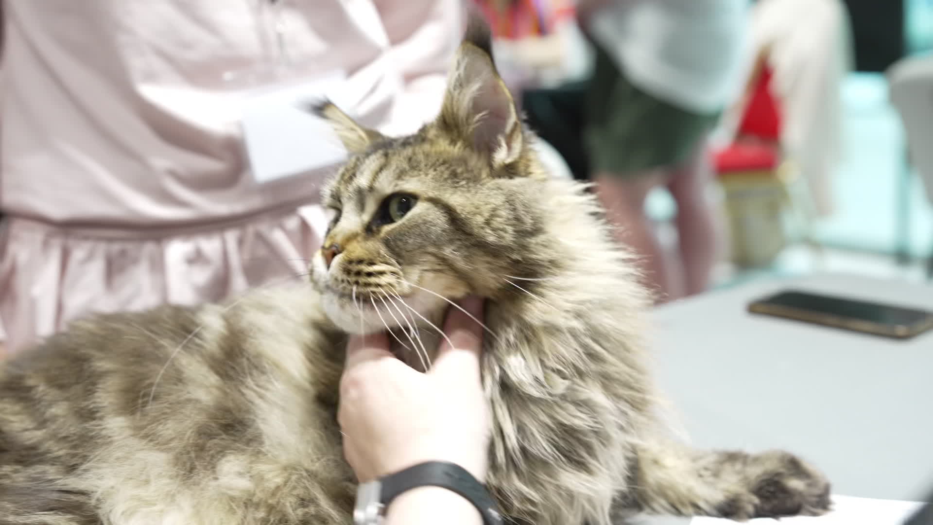 International Cat Show in Warsaw