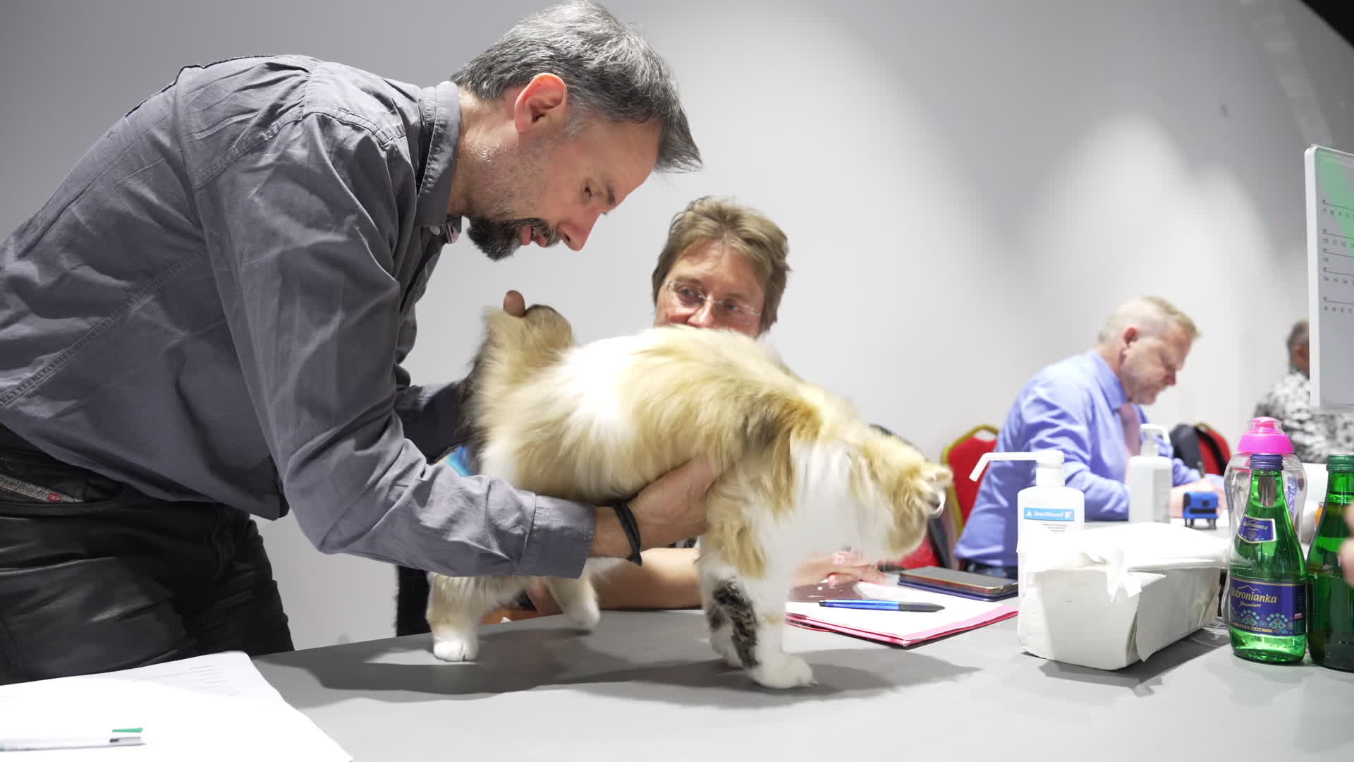 International Cat Show in Warsaw