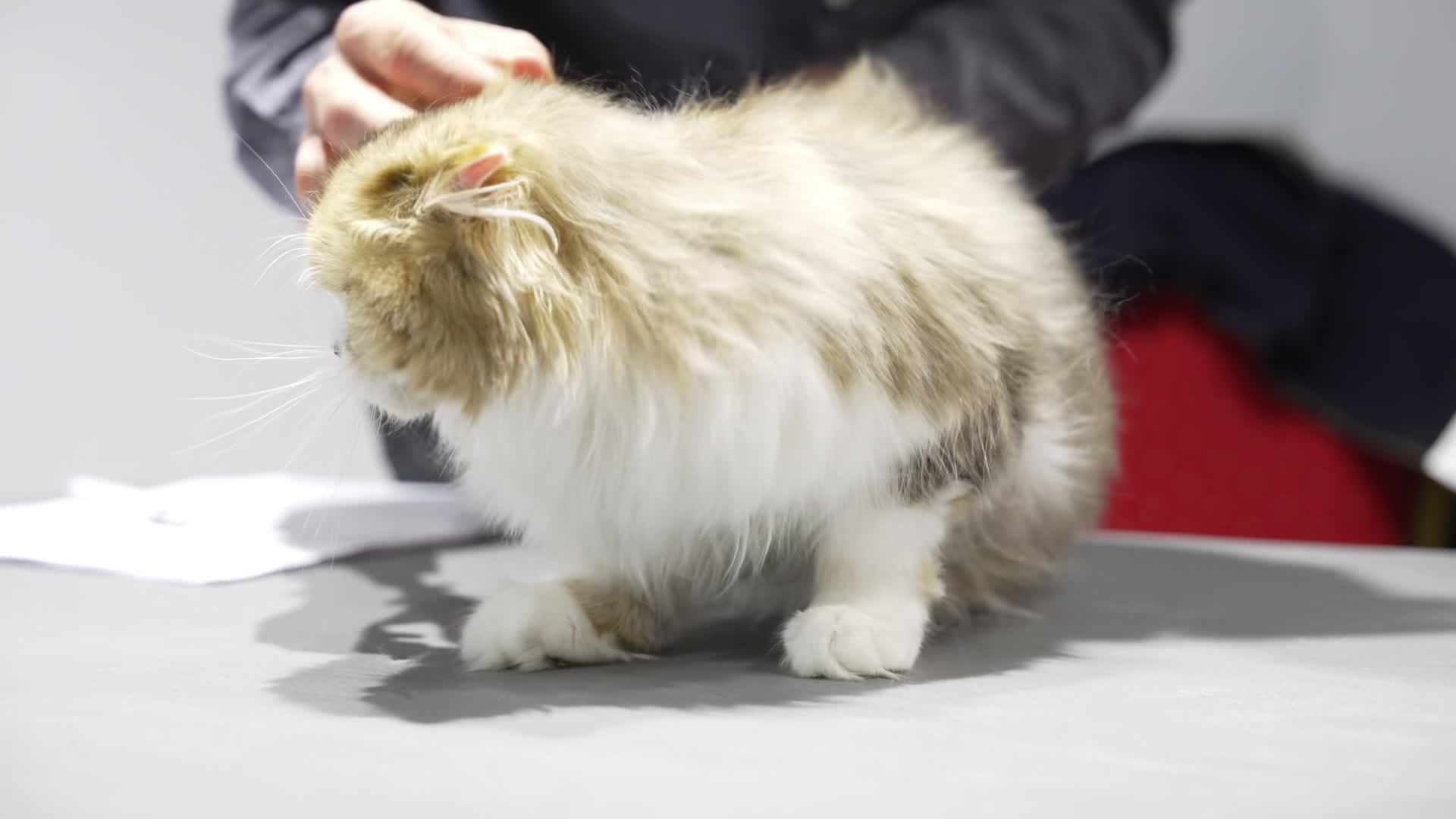 International Cat Show in Warsaw