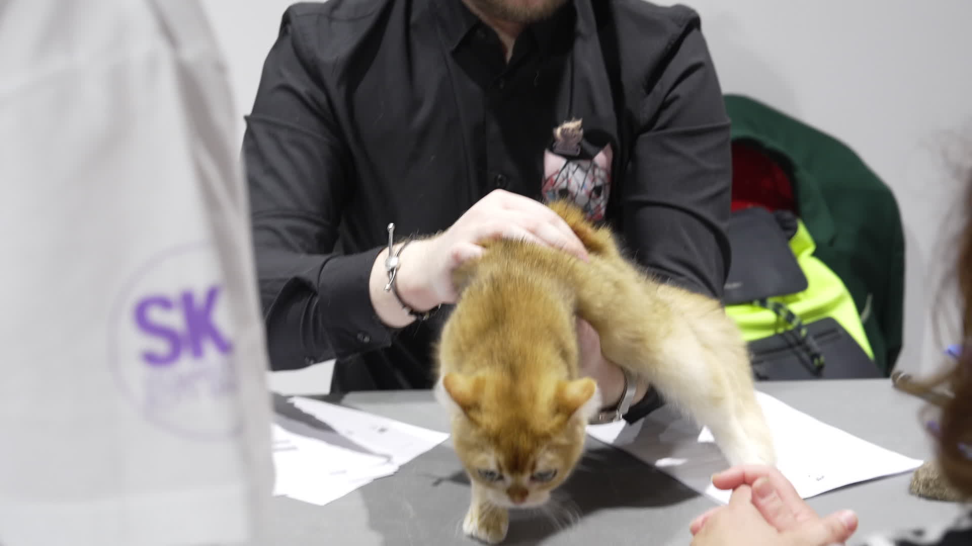 International Cat Show in Warsaw