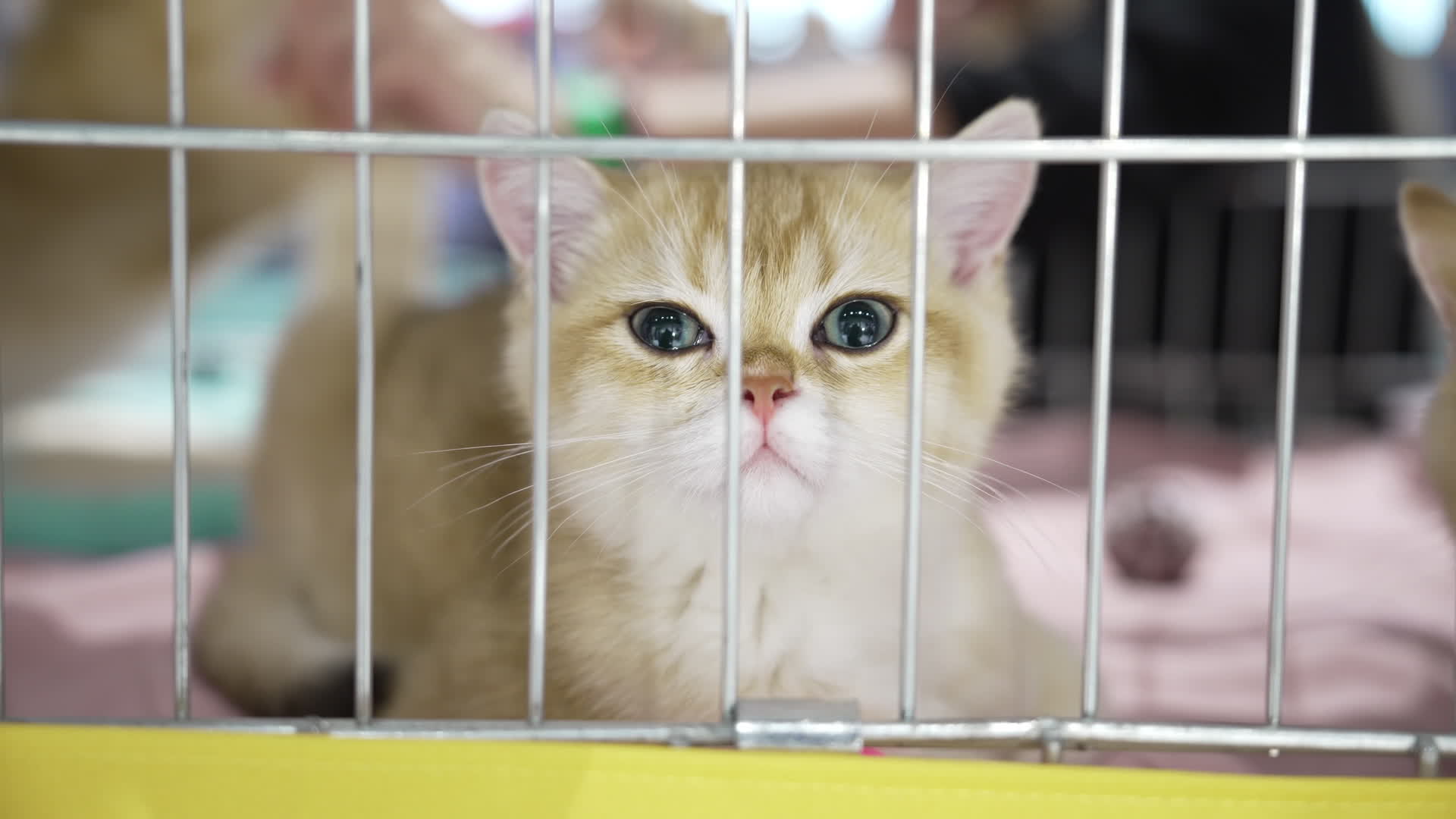 International Cat Show in Warsaw