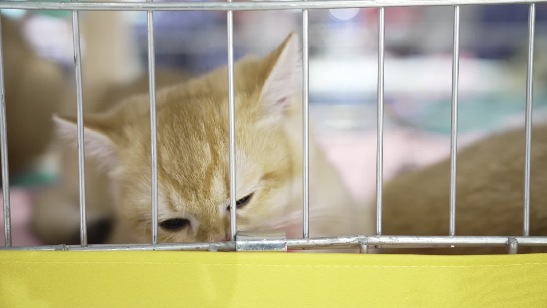 International Cat Show in Warsaw