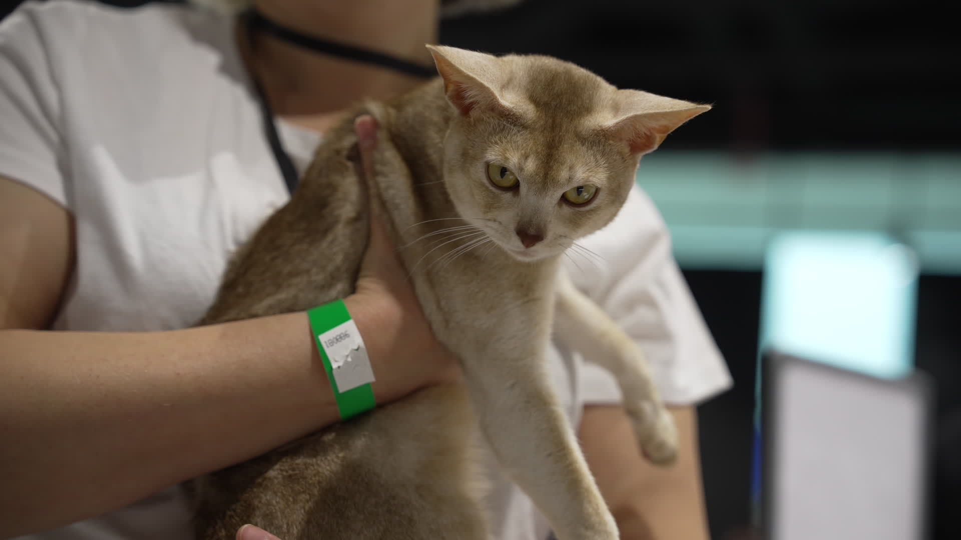 International Cat Show in Warsaw