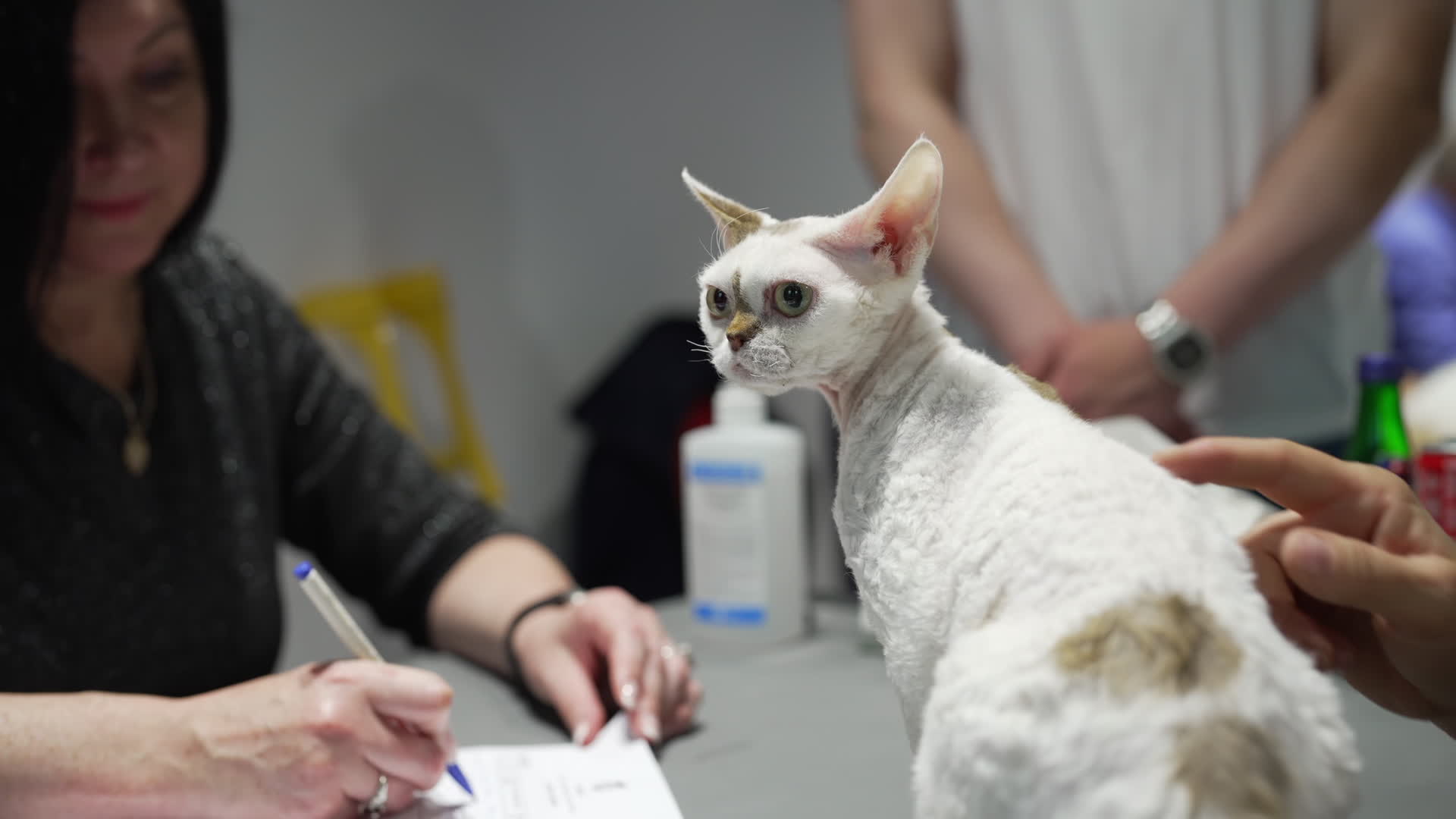 International Cat Show in Warsaw