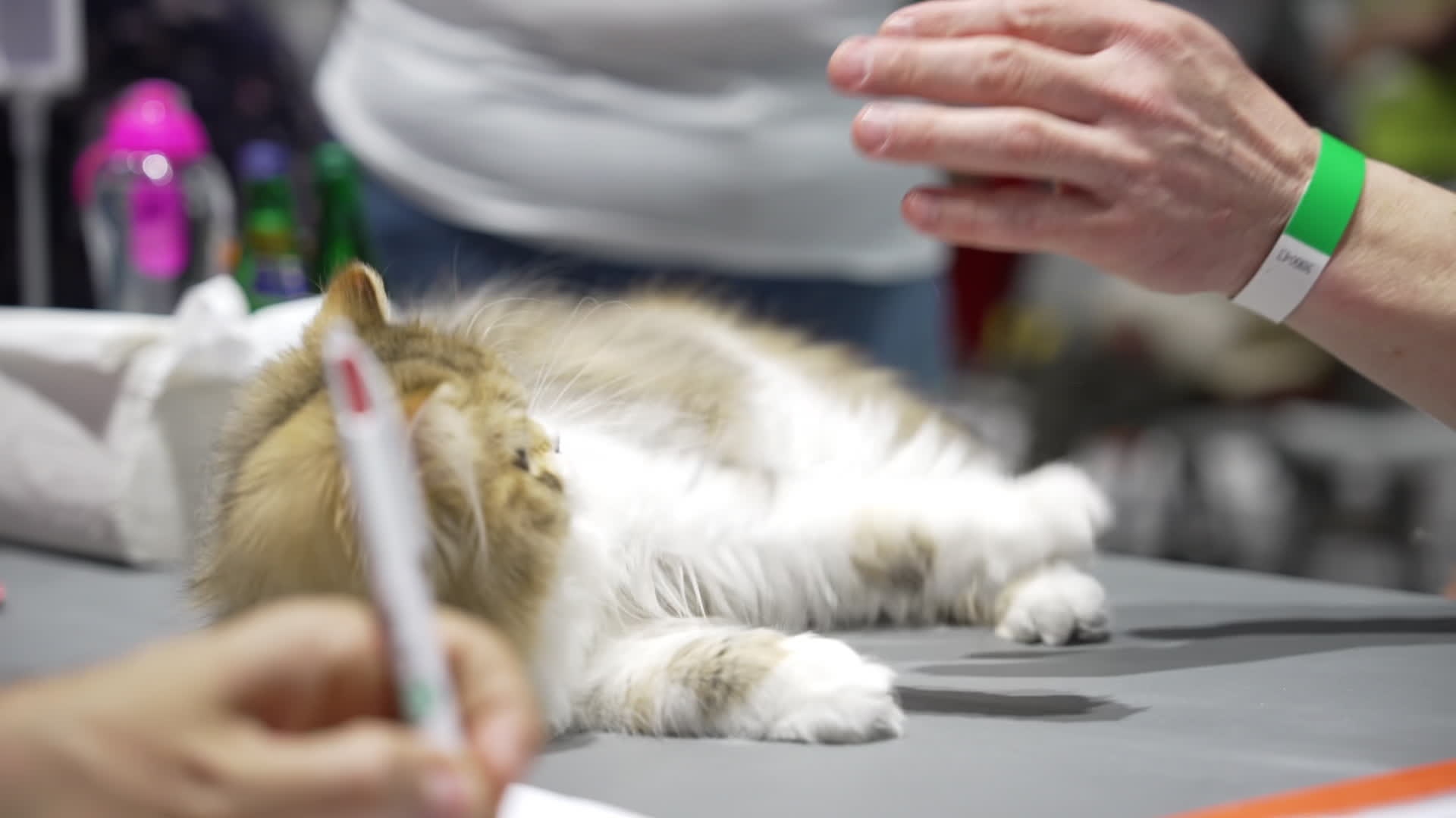 International Cat Show in Warsaw
