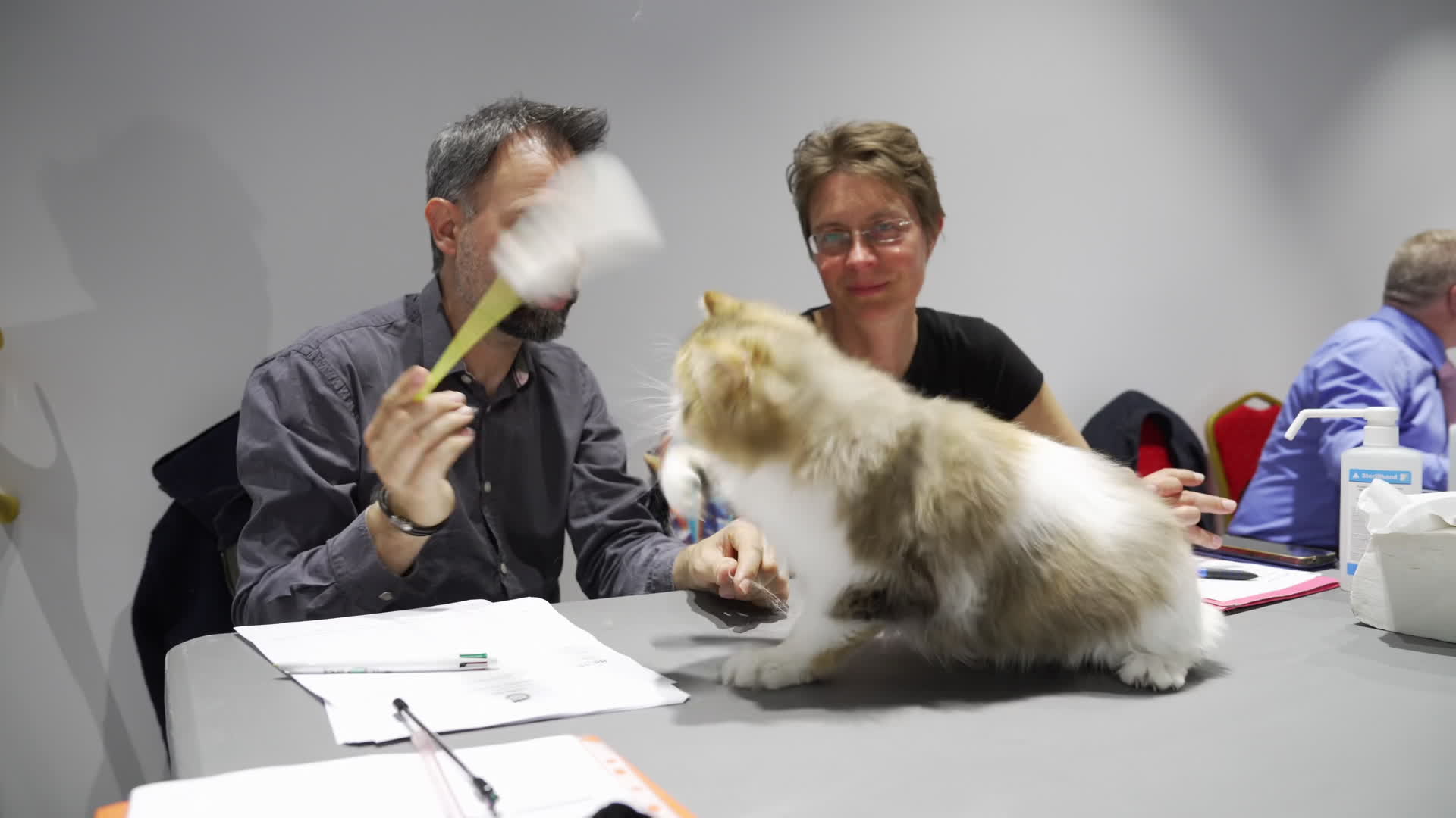 International Cat Show in Warsaw