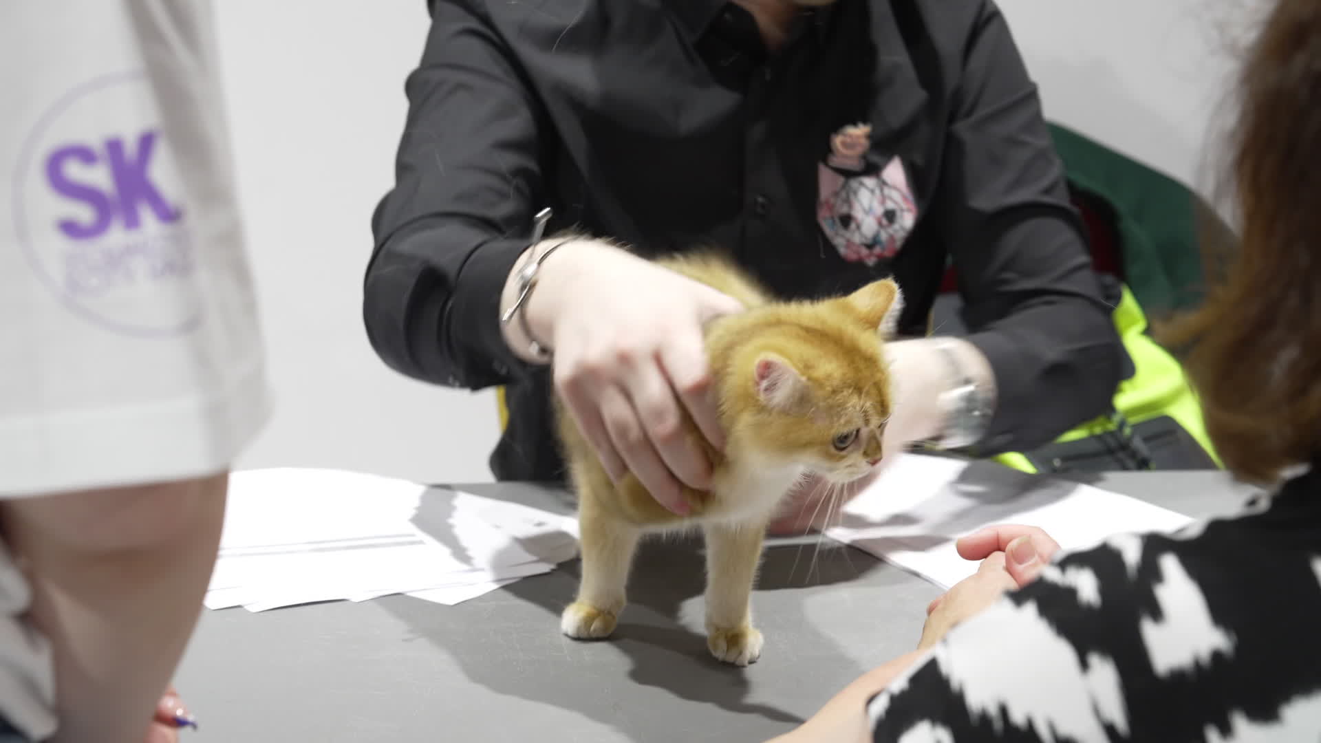 International Cat Show in Warsaw