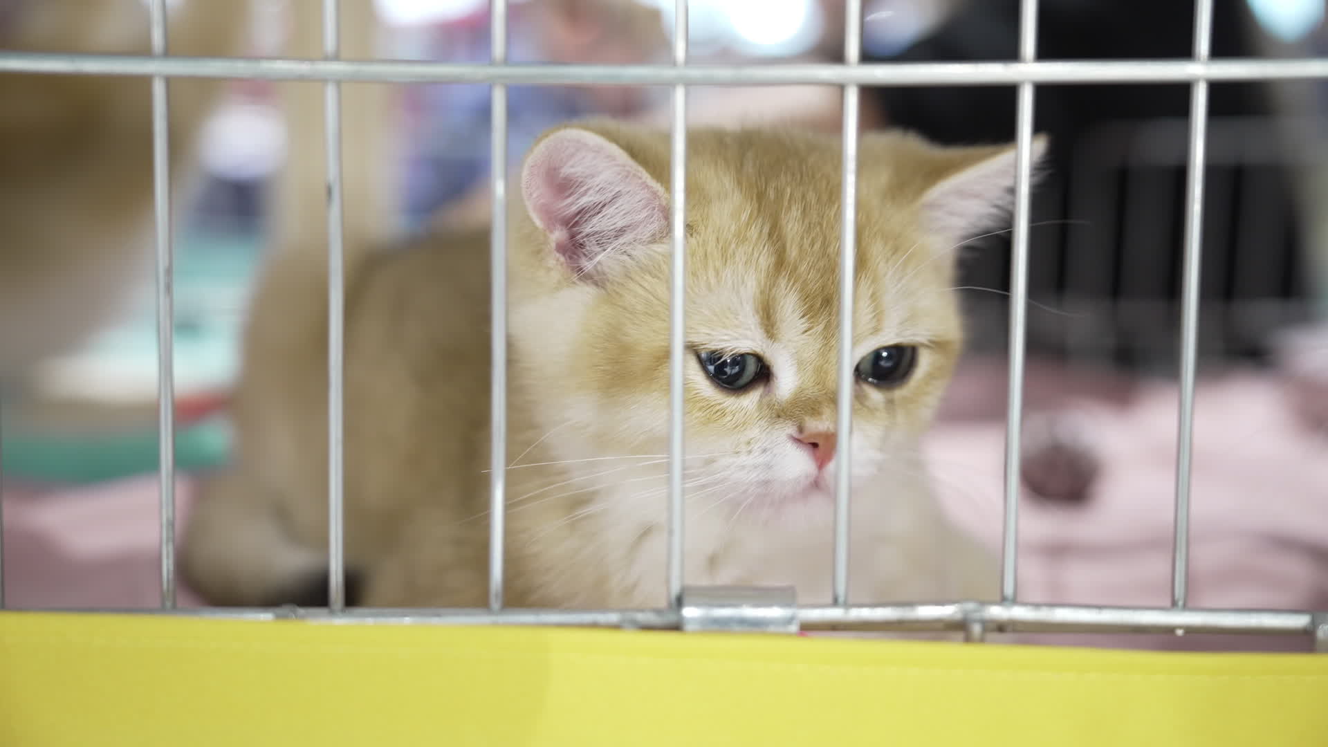 International Cat Show in Warsaw