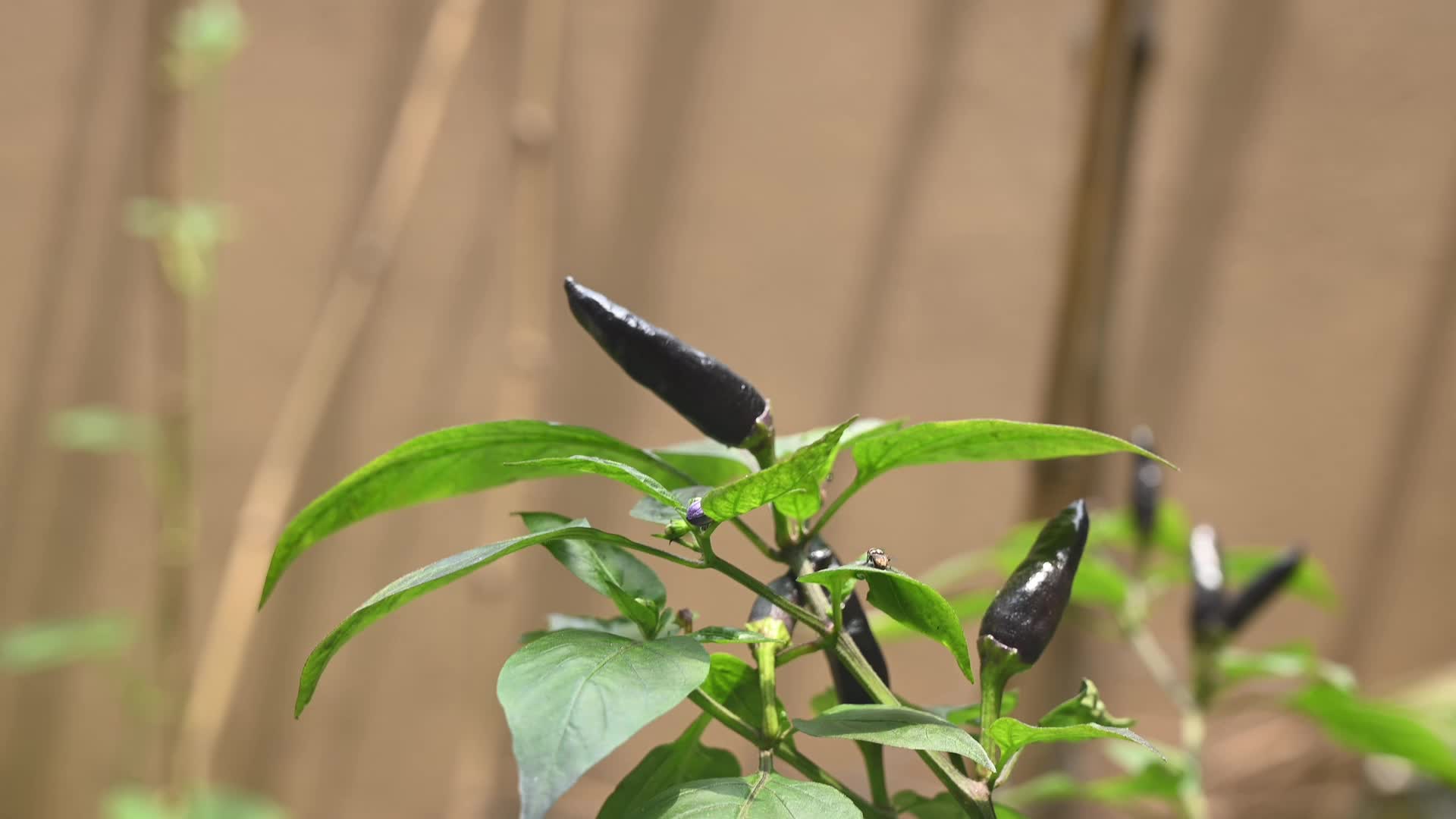 Black cobra peppers plant - Capsicum annuum - Goats weed - Agriculture India