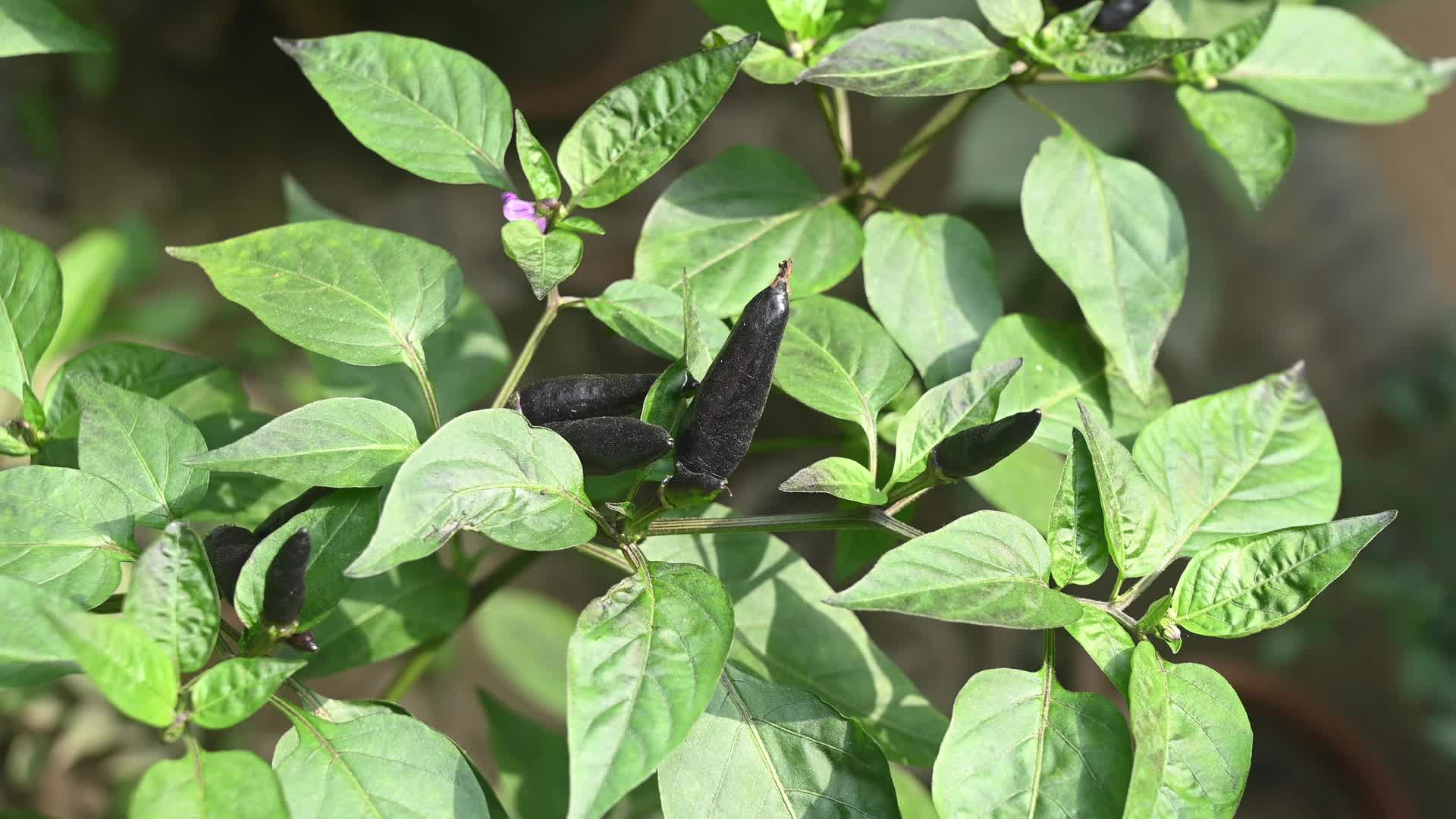 Black cobra peppers plant - Capsicum annuum - Goats weed - Agriculture India 
