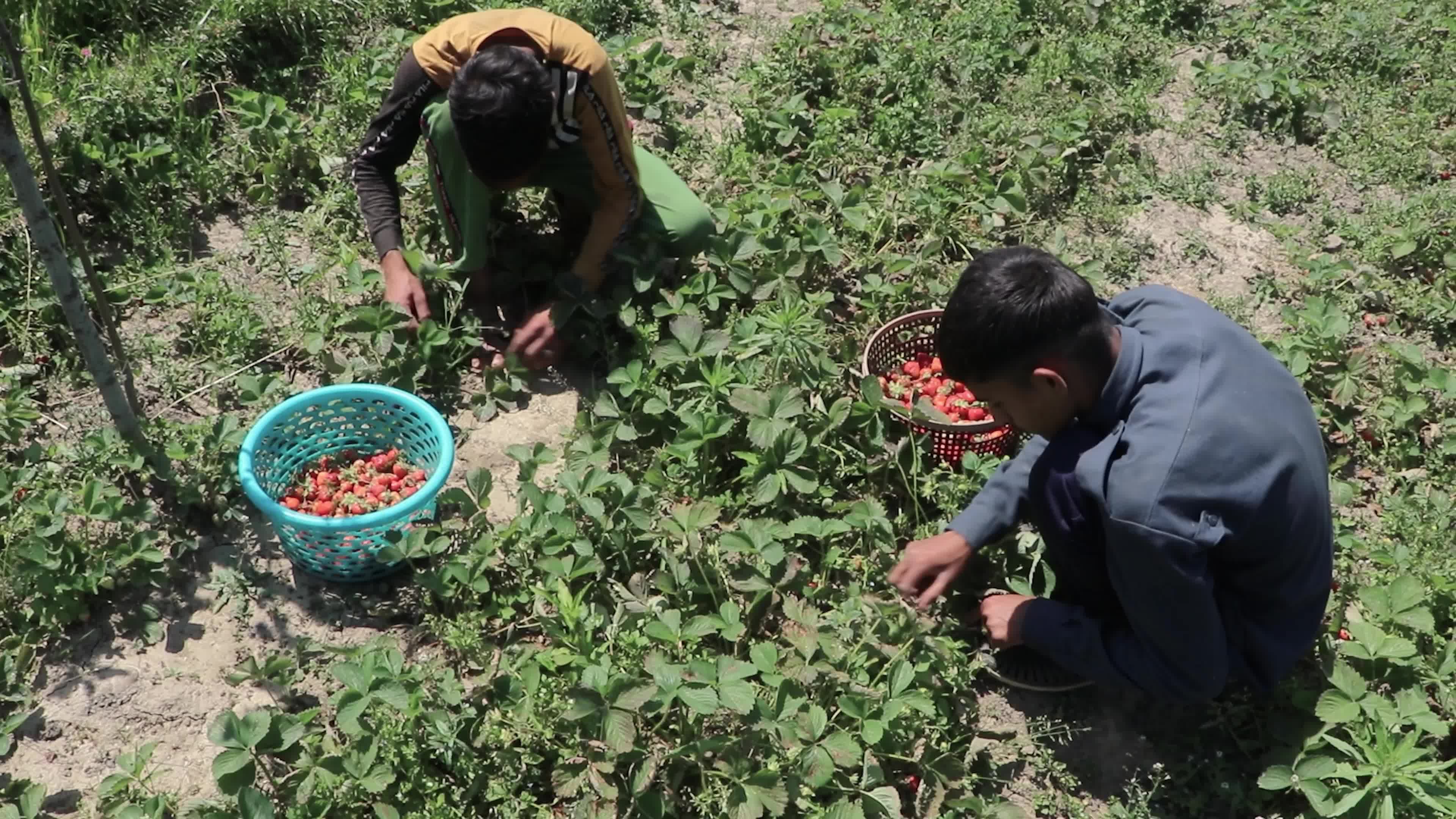 Strawberry Season in Kashmir