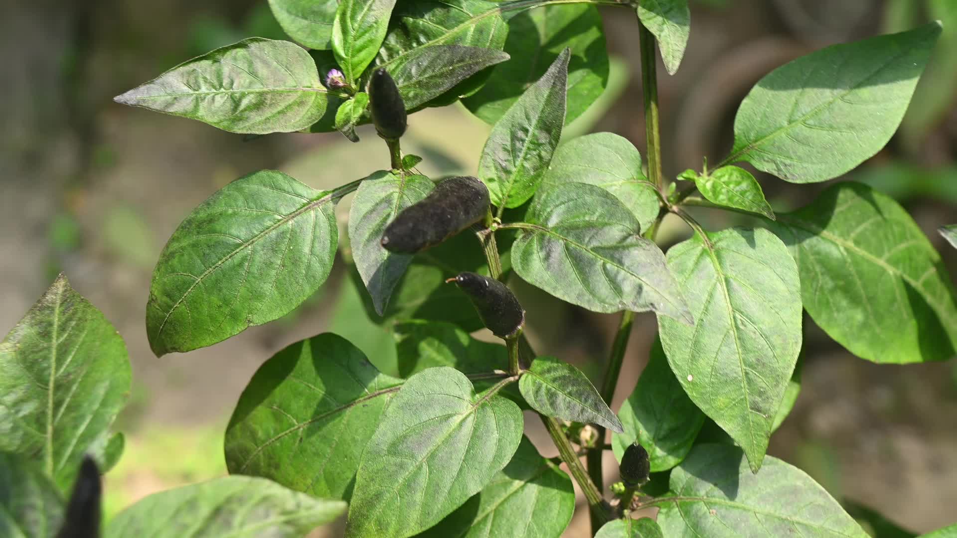 Black cobra peppers plant - Capsicum annuum - Goats weed - Agriculture India 
