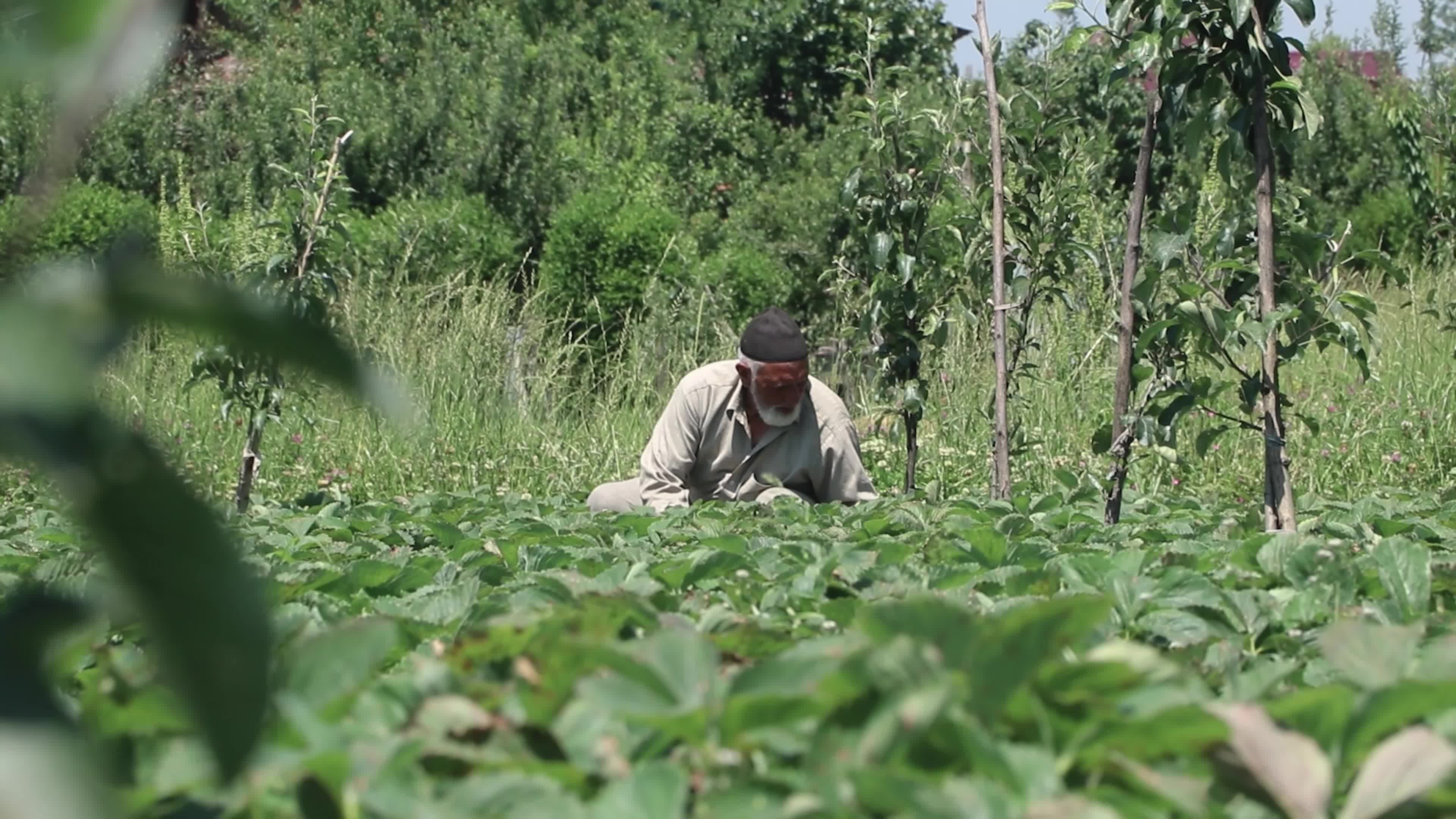 Strawberry Season in Kashmir